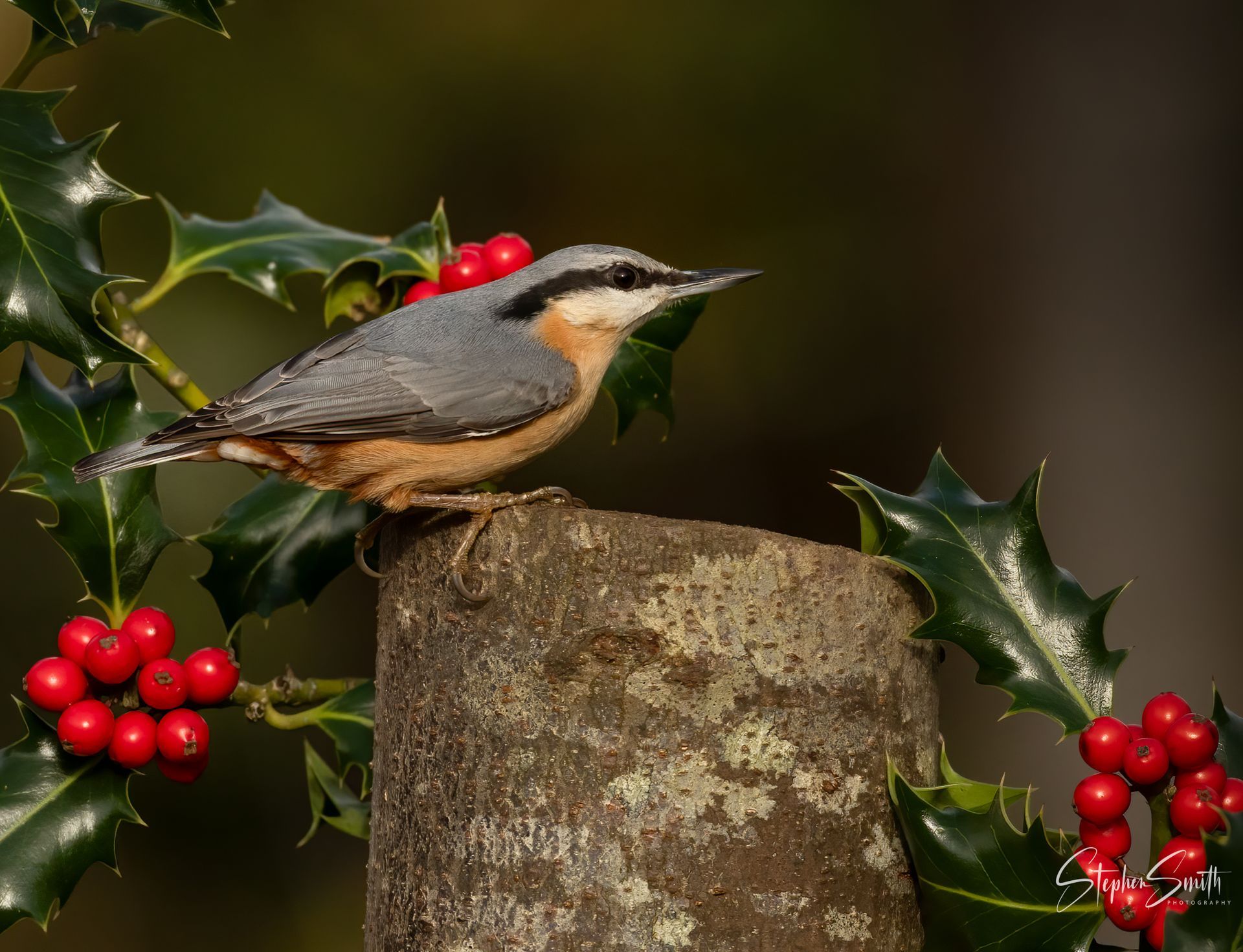 A Eurasian nuthatch perched on a wooden post surrounded by holly leaves and red berries.