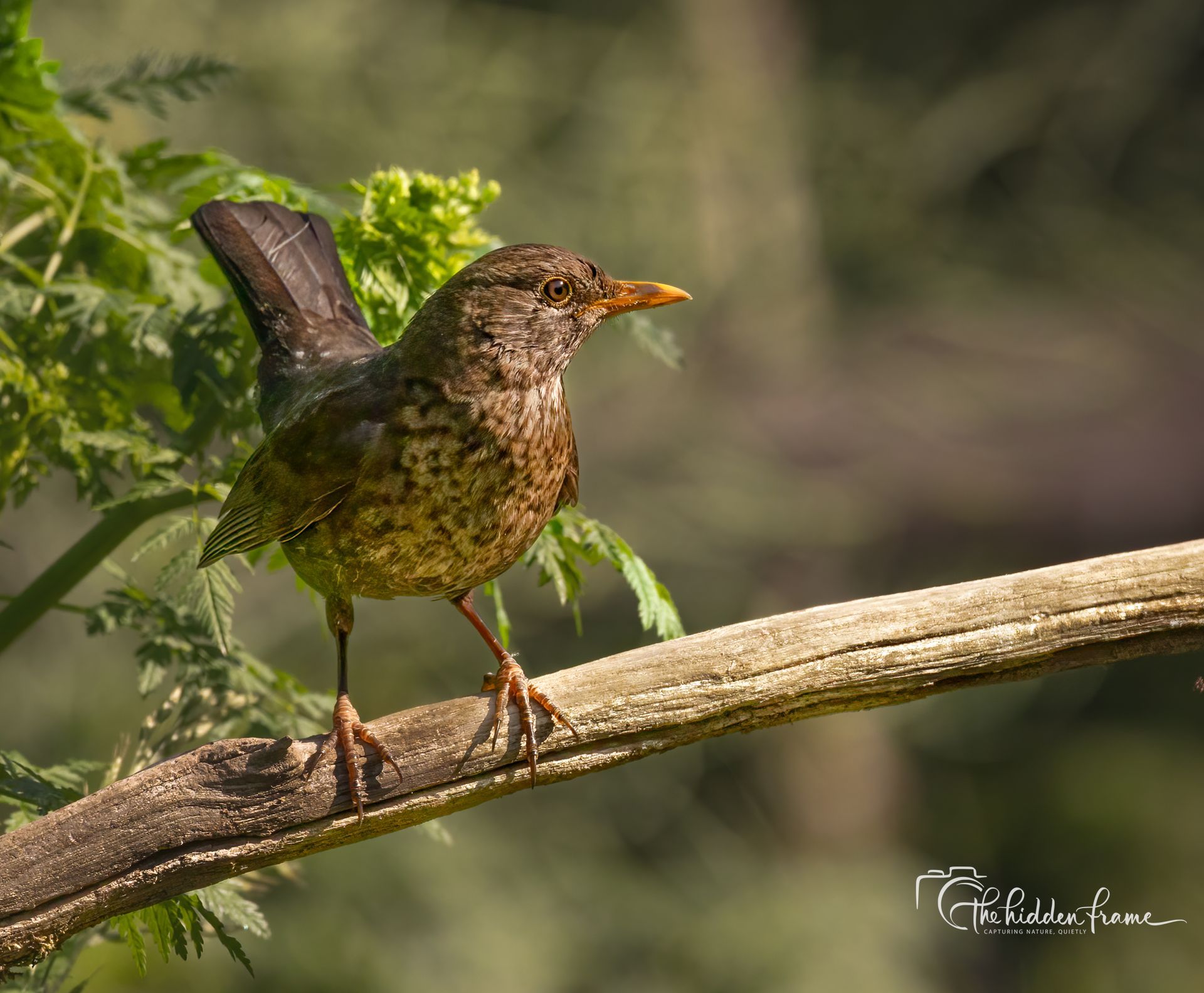 Brown bird perched on a branch in a leafy forest, with its tail raised.