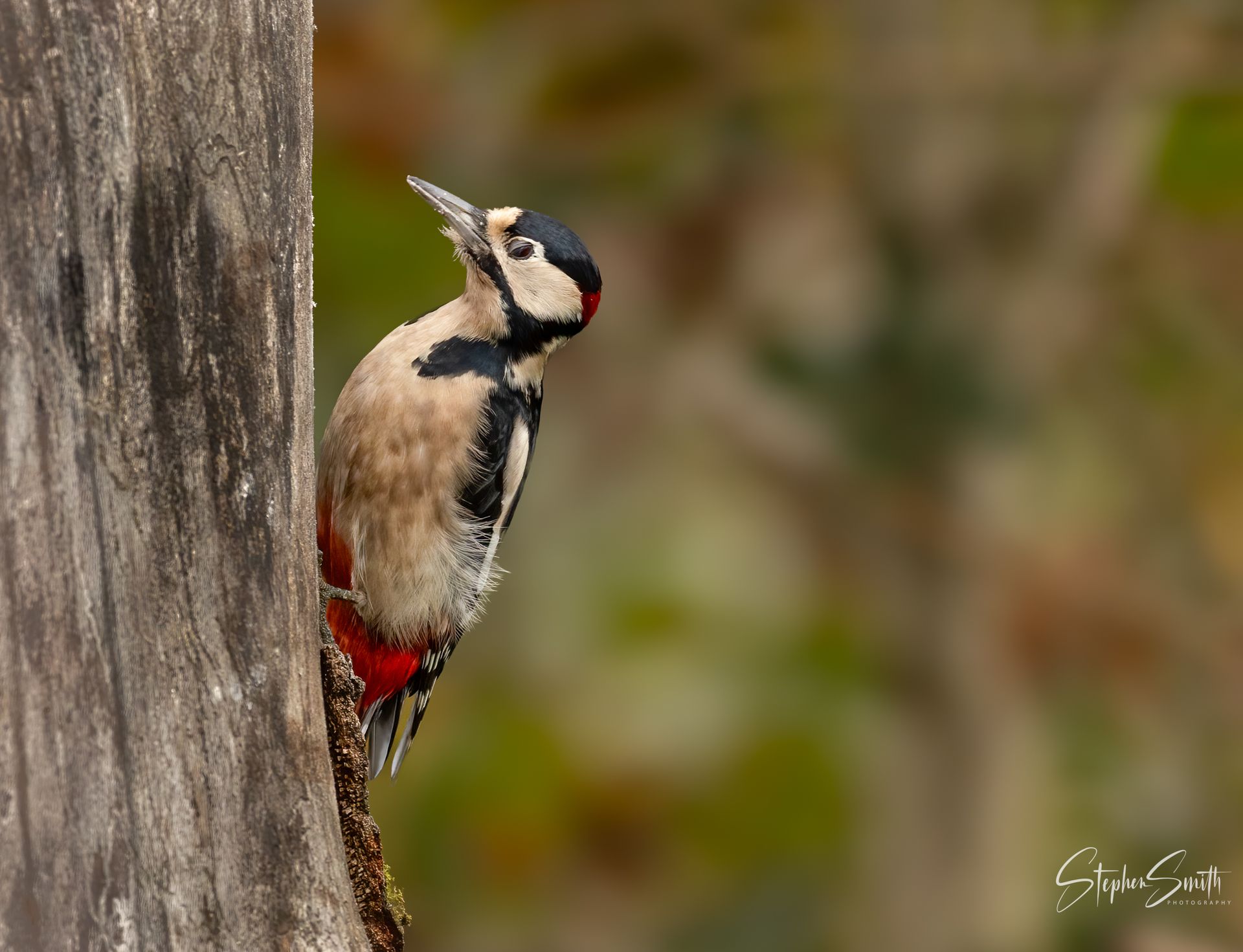 A great spotted woodpecker with a vibrant red patch under its tail clinging to the side of a tree trunk.