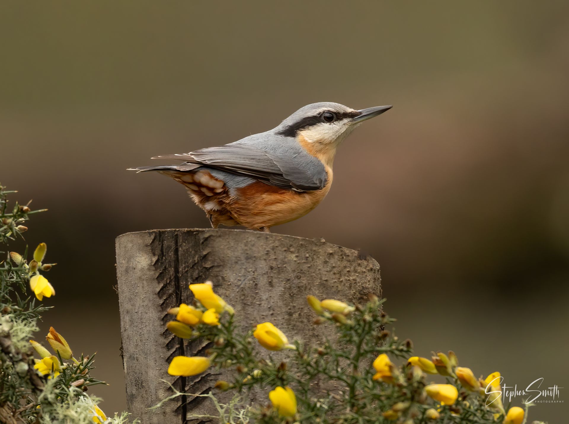 A nuthatch with blue-gray wings and an orange belly perched on a weathered wooden post among yellow gorse flowers.
