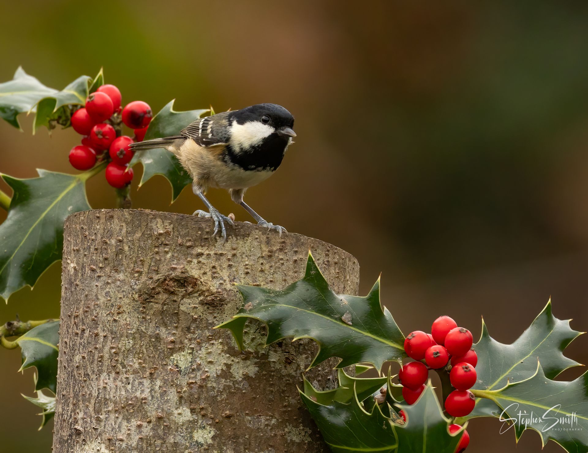 A small black-capped coal tit stands on a wooden post surrounded by holly branches with bright red berries.