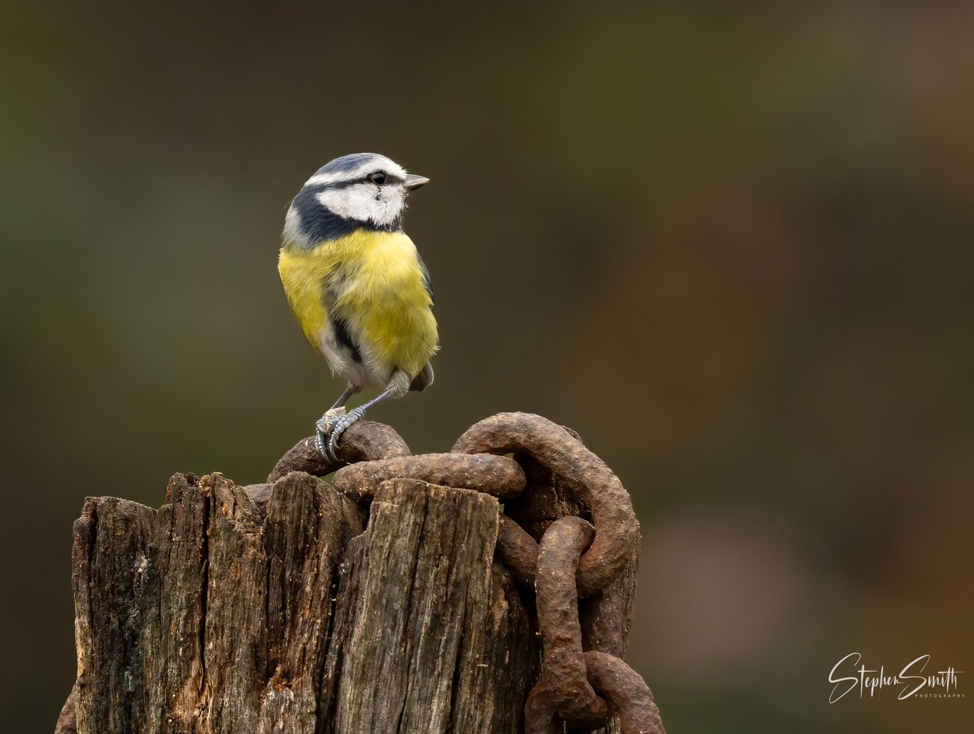 A Eurasian blue tit perched on a weathered wooden post wrapped in a rusty metal chain against a soft, blurred background.