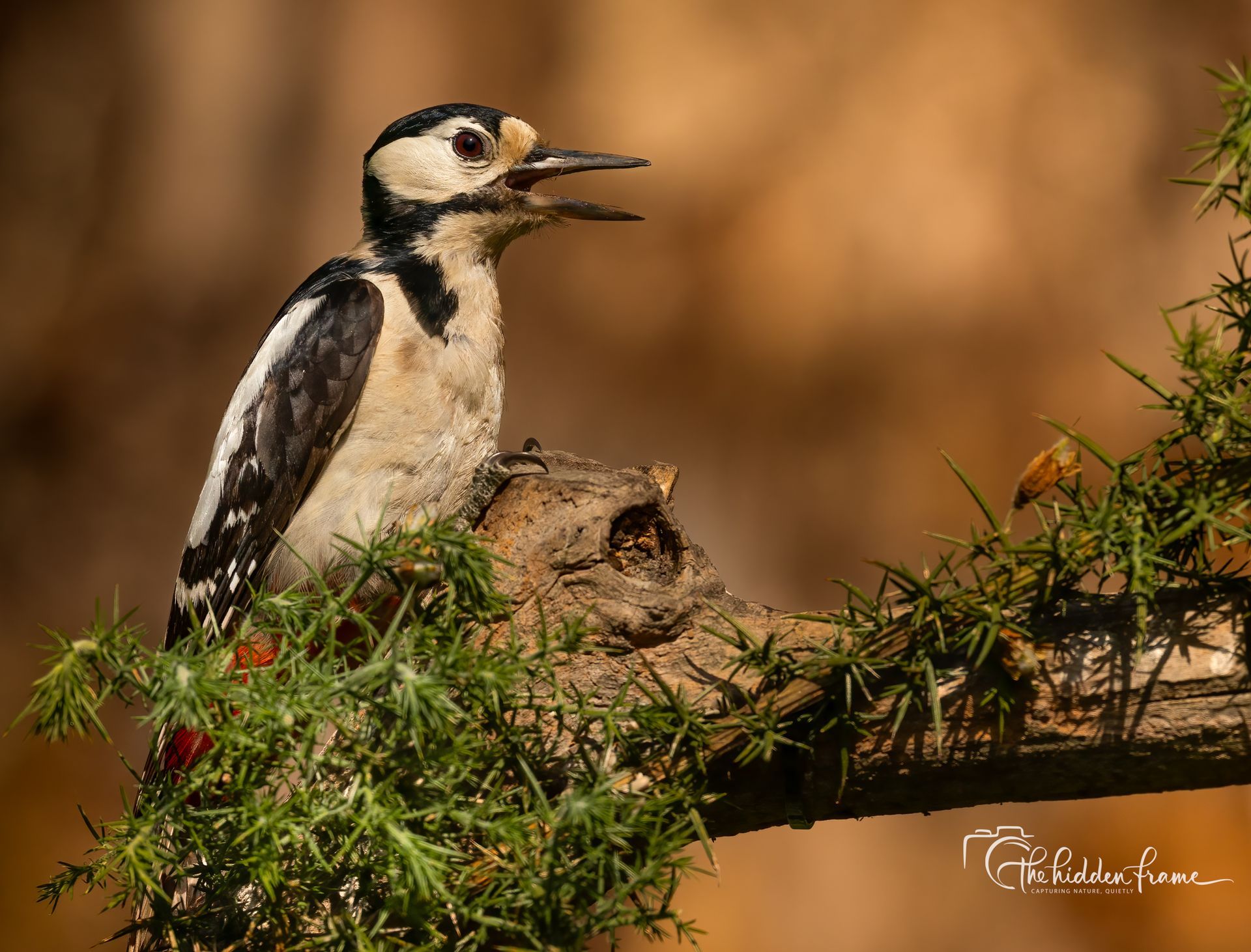 Woodpecker perched on a mossy branch, beak open, against a warm blurred background