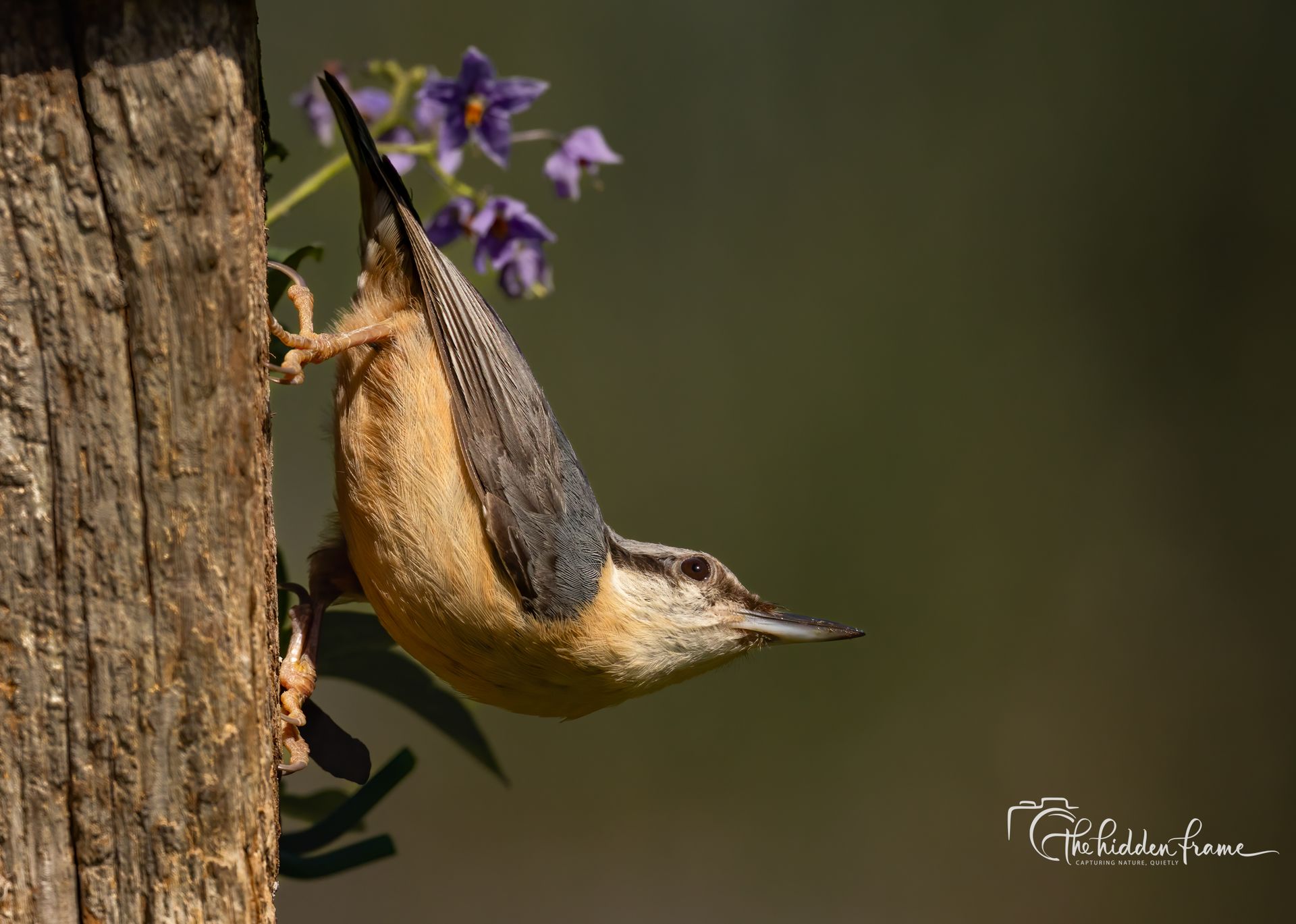 Small brown bird clings to a tree trunk near purple flowers against a blurred background.
