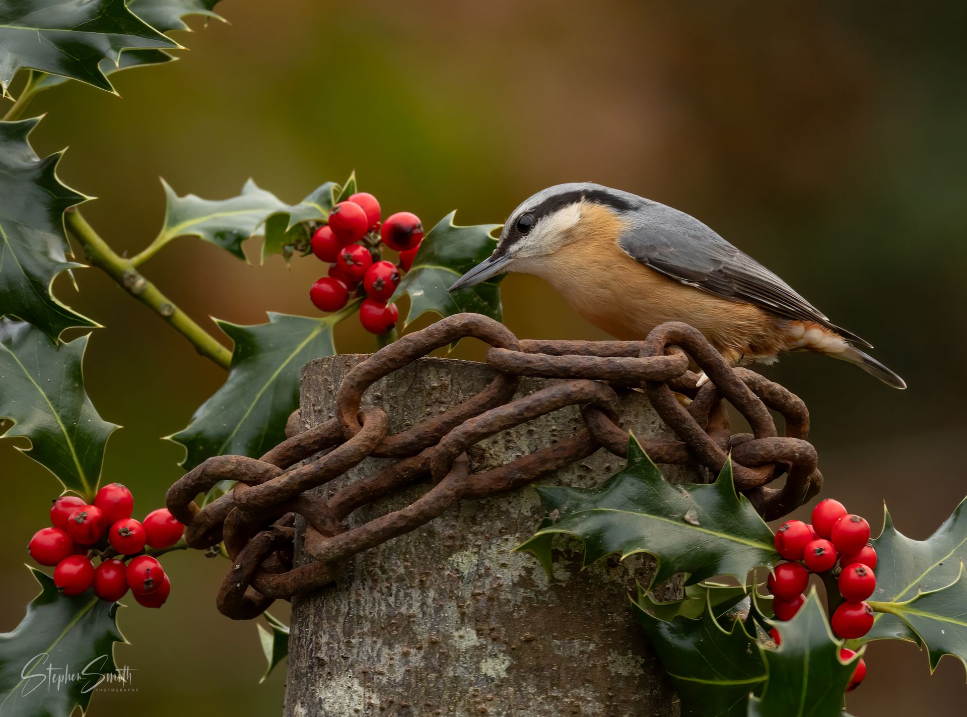 A nuthatch with blue-grey wings and a buff chest perched on a rusty chain wrapped around a post, surrounded by holly.