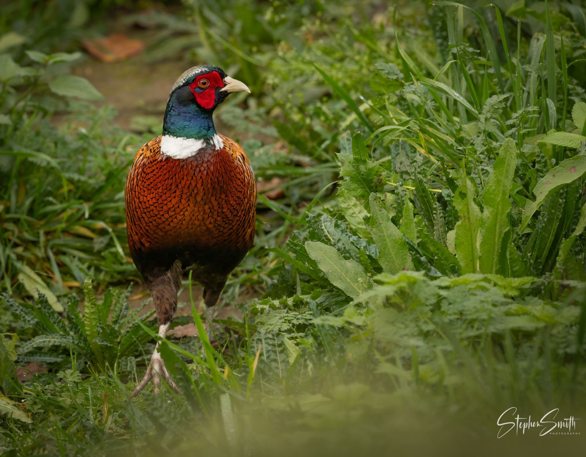 A male common pheasant with vibrant red, blue, and copper plumage stands in tall green grass.
