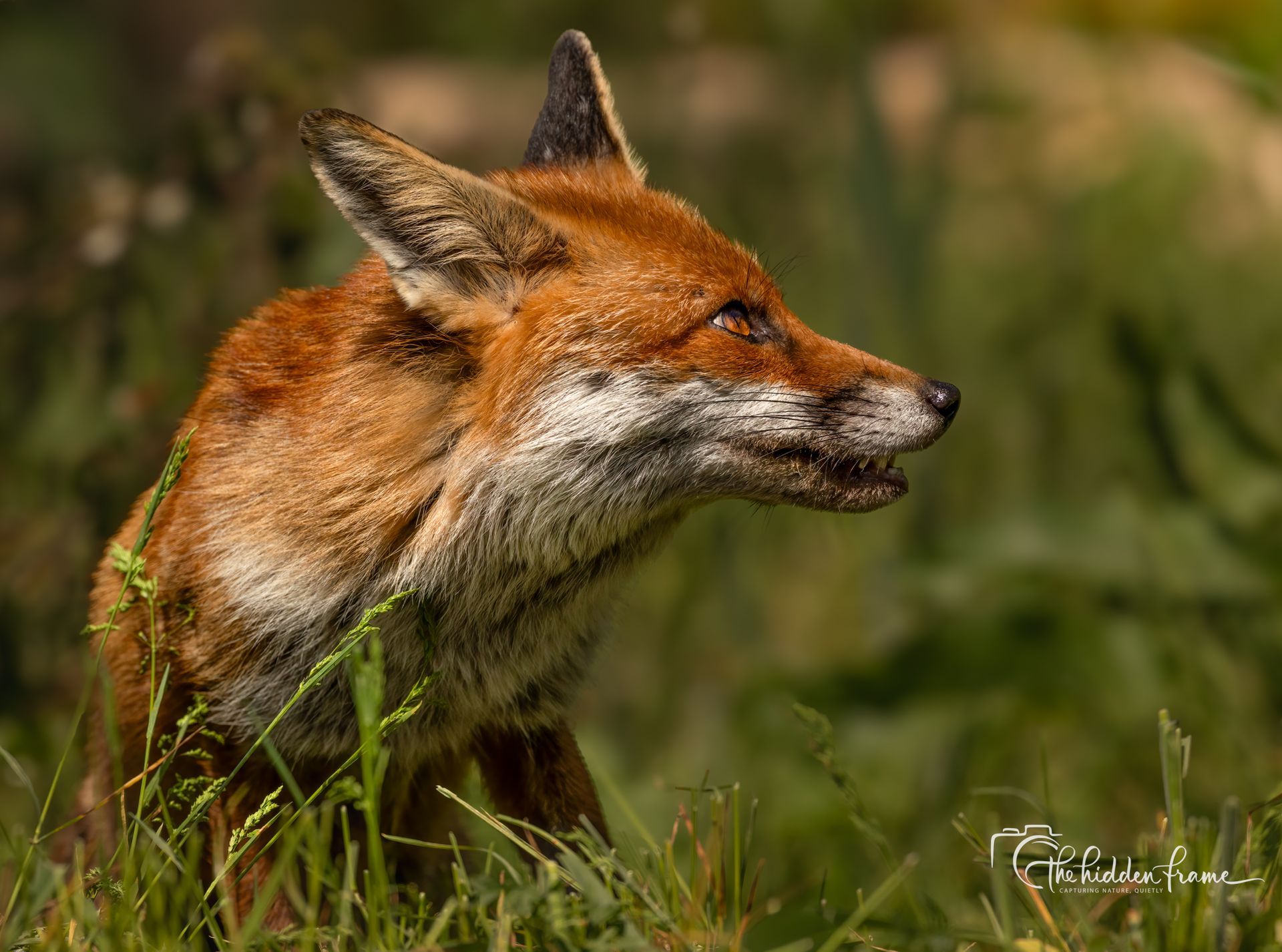 Red fox standing in grass, facing right with alert ears and muzzle in profile.