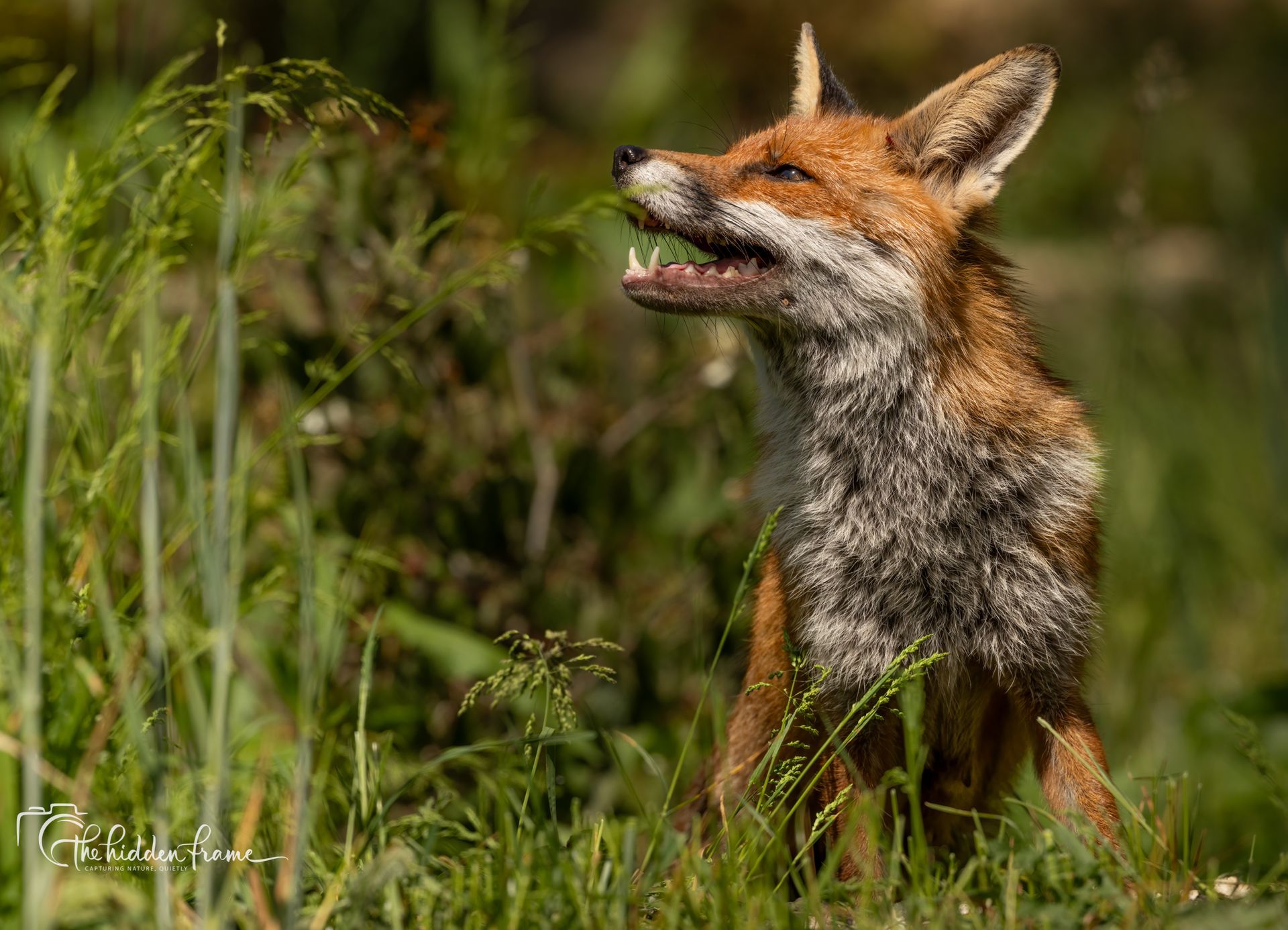 Red fox standing in tall grass, looking upward in a green meadow.