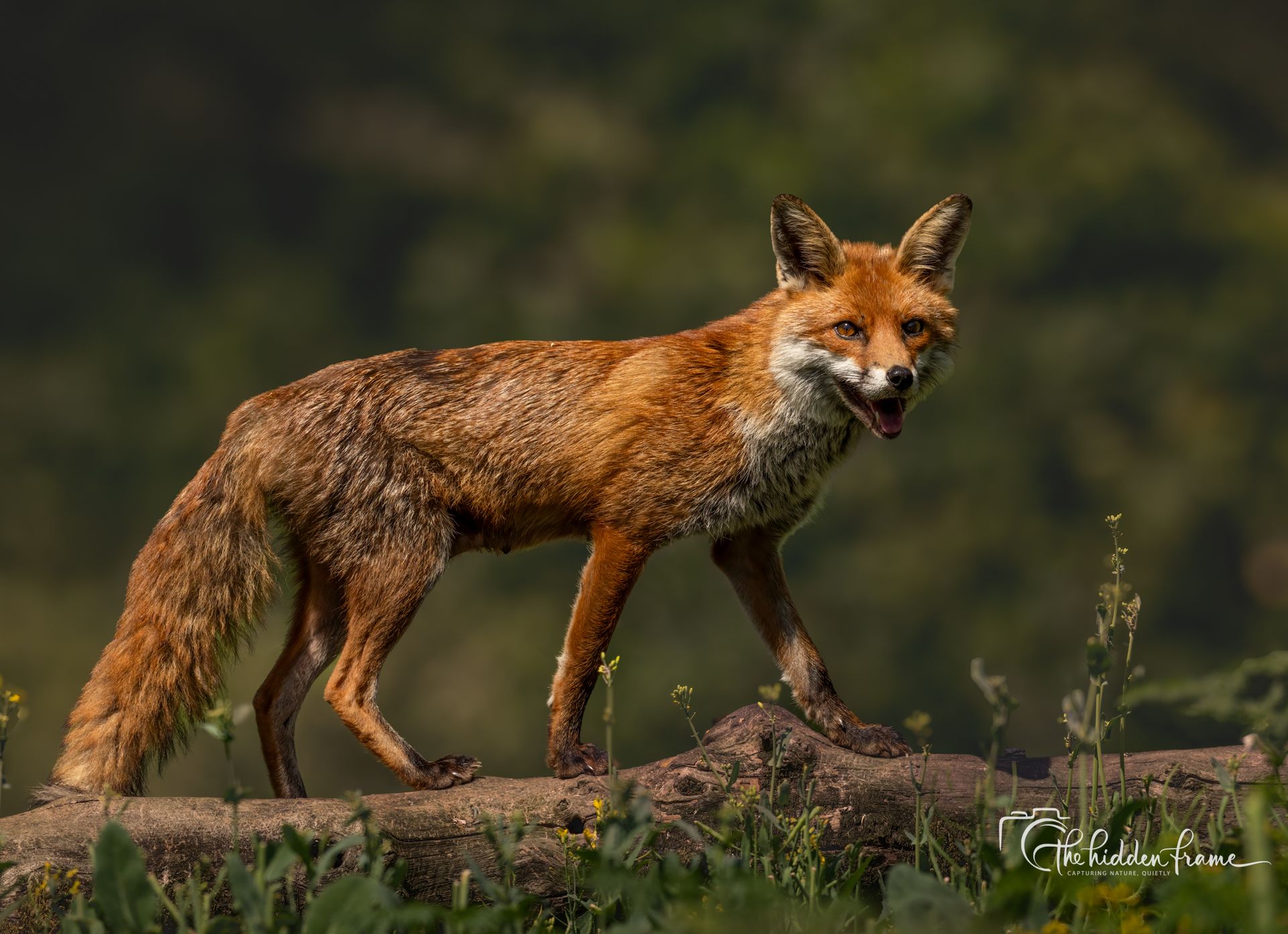 Red fox standing on a log in a wooded setting