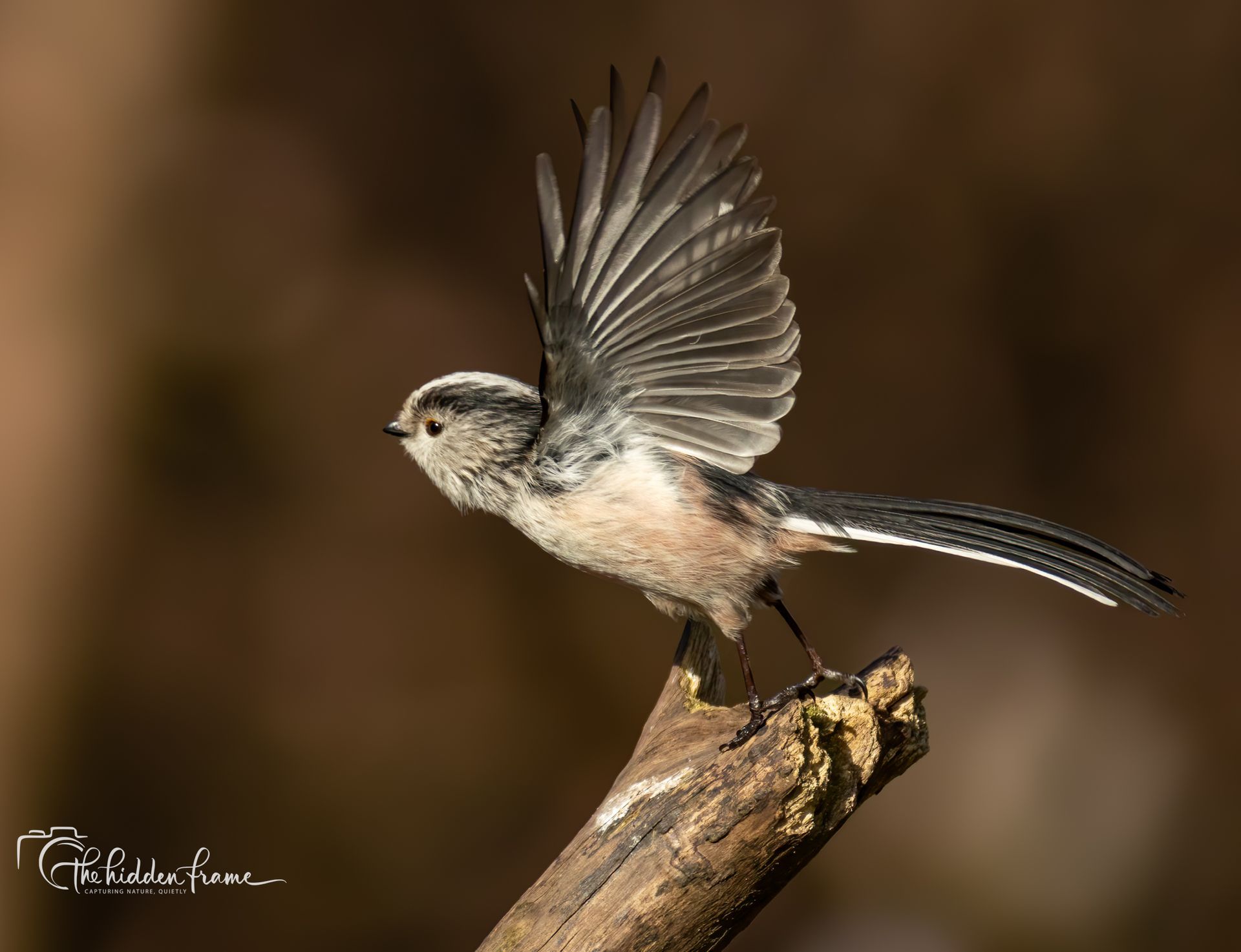 A long-tailed tit with its wings spread wide, perched on a rough wooden branch against a blurred, dark background.