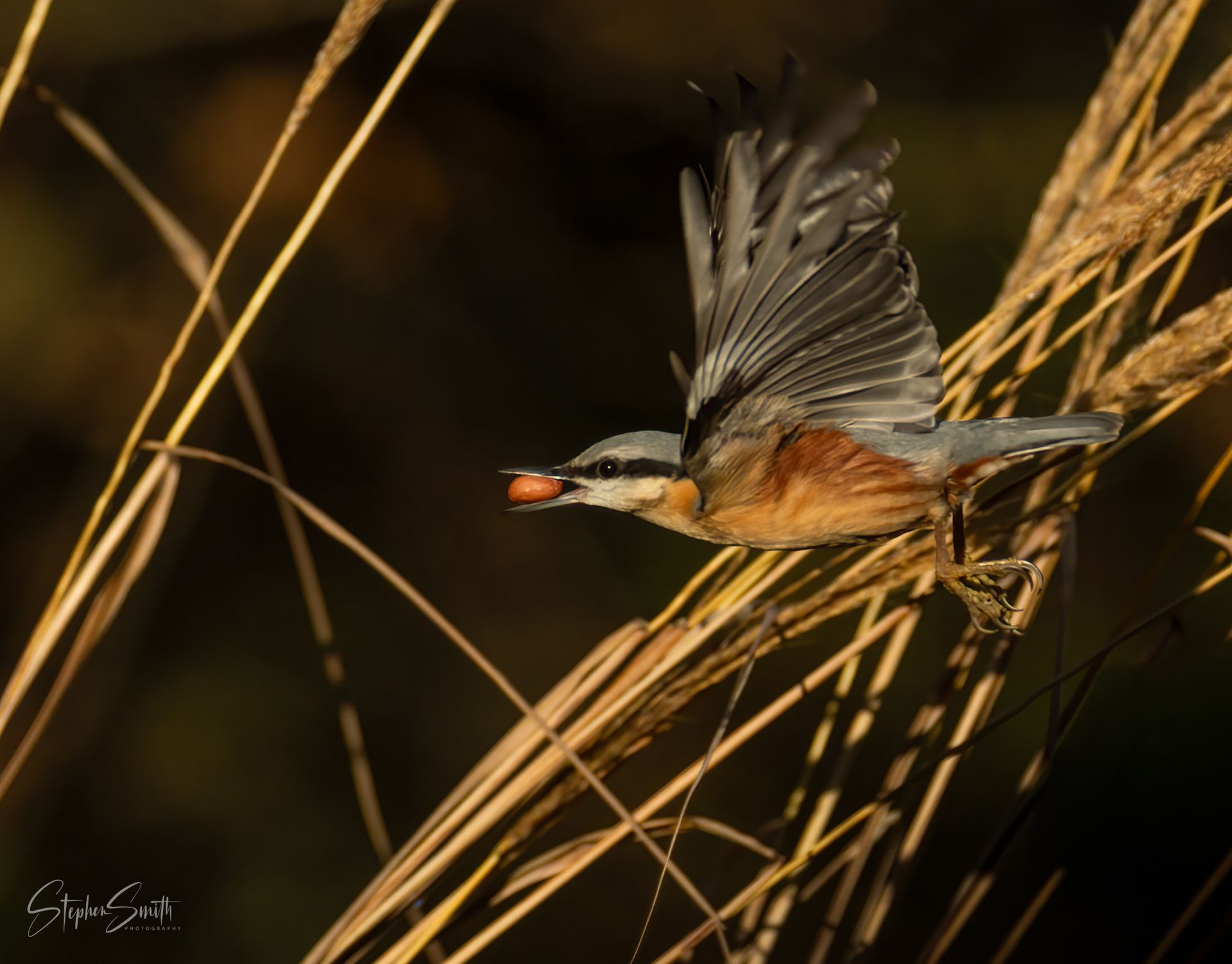 A nuthatch with reddish-brown underparts and a grey back flies through dry grasses with a nut in its beak.