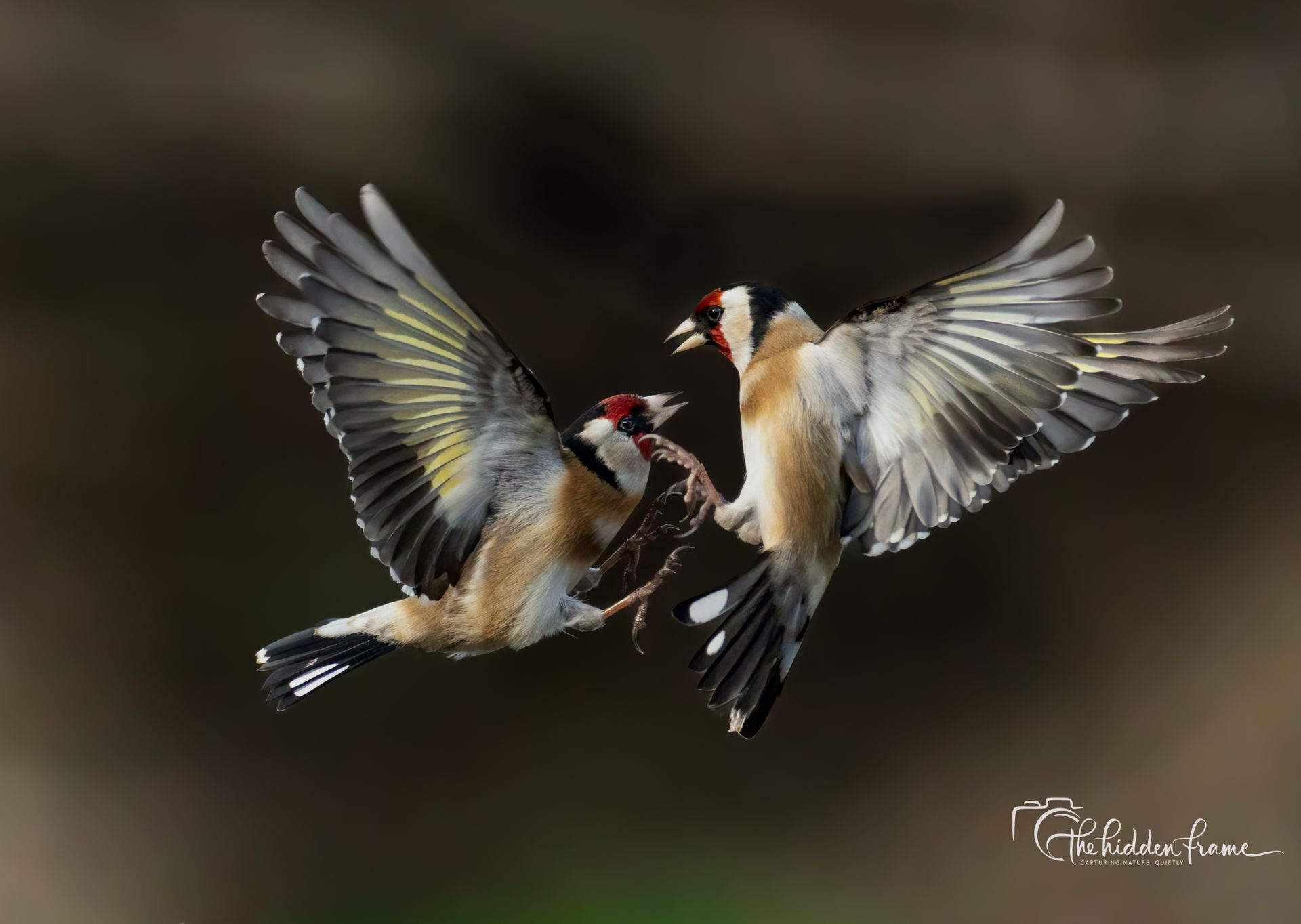 Two goldfinches mid-air, wings spread, facing each other in an intense, territorial interaction against a dark background.