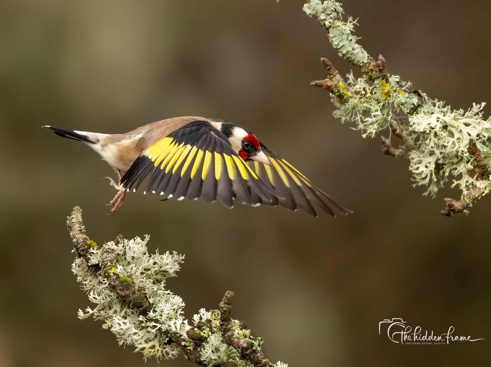 A European goldfinch with a bright red face and black-and-yellow wings flying toward a lichen-covered branch.