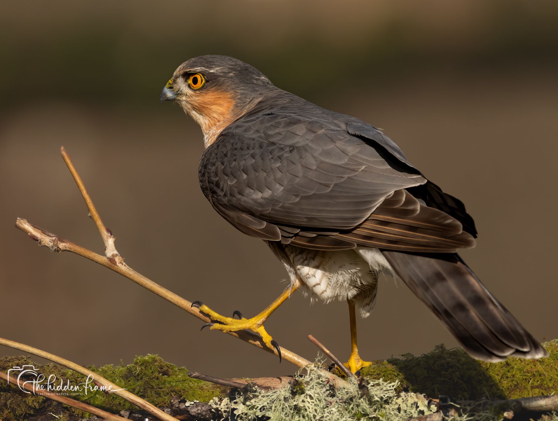 A sharp-shinned hawk with grey feathers, orange eyes, and yellow legs perched on a branch covered in green moss.