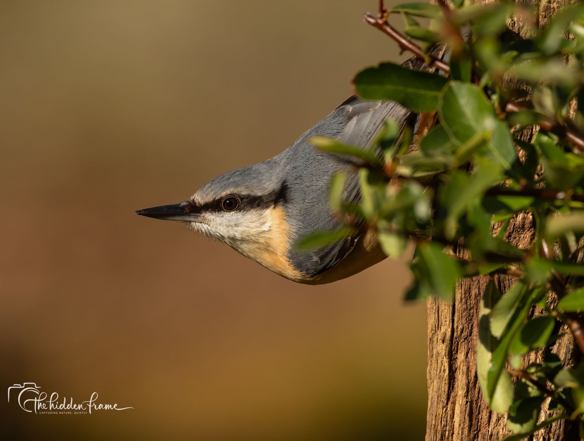 A nuthatch with blue-gray plumage and a tan breast perches on a tree trunk, peering out from behind green leaves.