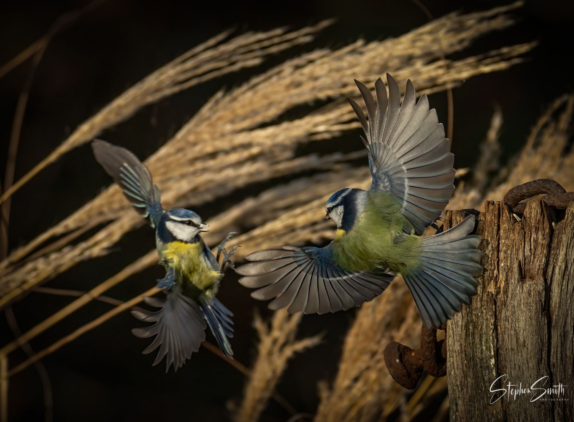 Two blue tits mid-air in a confrontation, wings spread wide, set against a dark background with blurred brown grass.