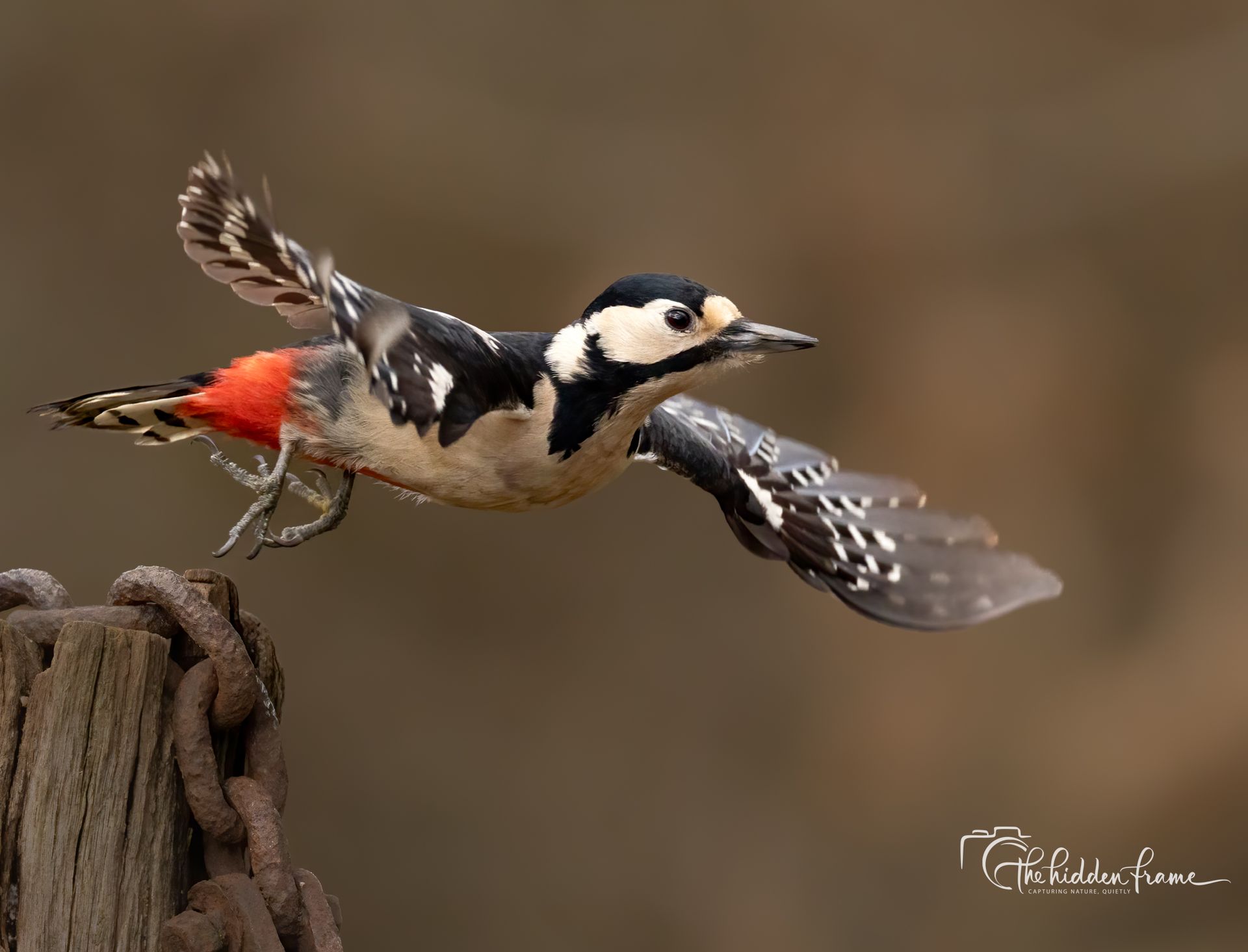 A Great Spotted Woodpecker in flight, with its black, white, and red-tipped plumage, launching from a wooden post.