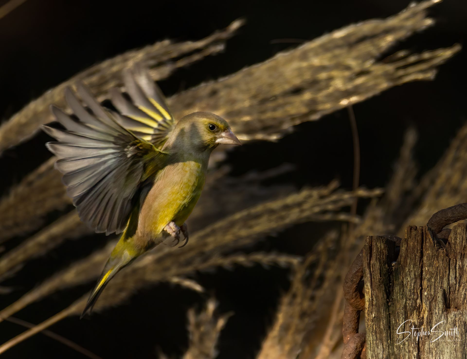 A greenfinch with spread yellow and grey wings takes flight in front of a weathered wooden post against a dark background.