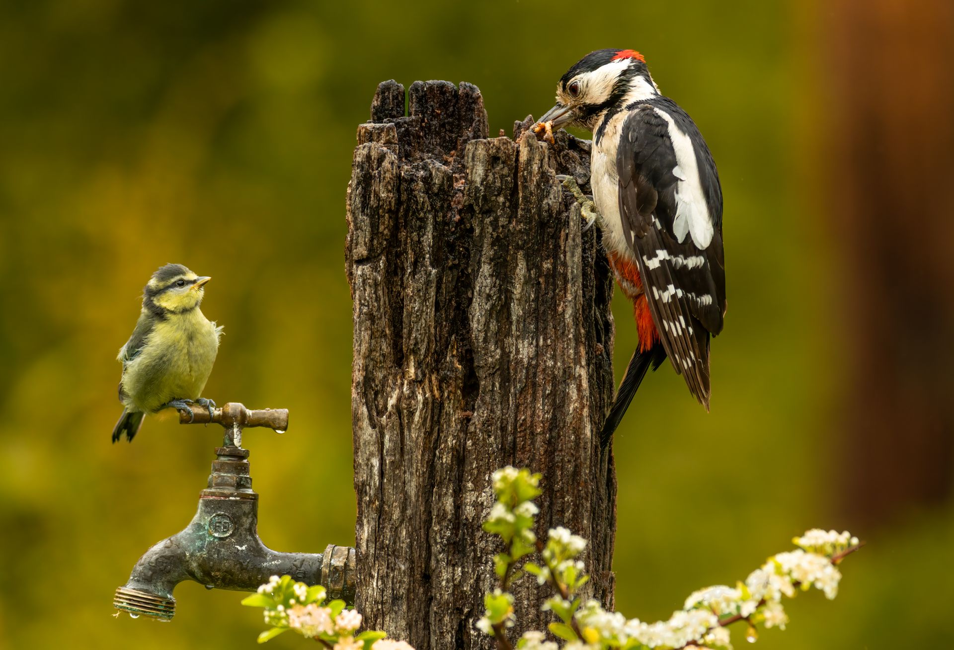 Two birds perched on a weathered post and faucet in a blurred green garden.