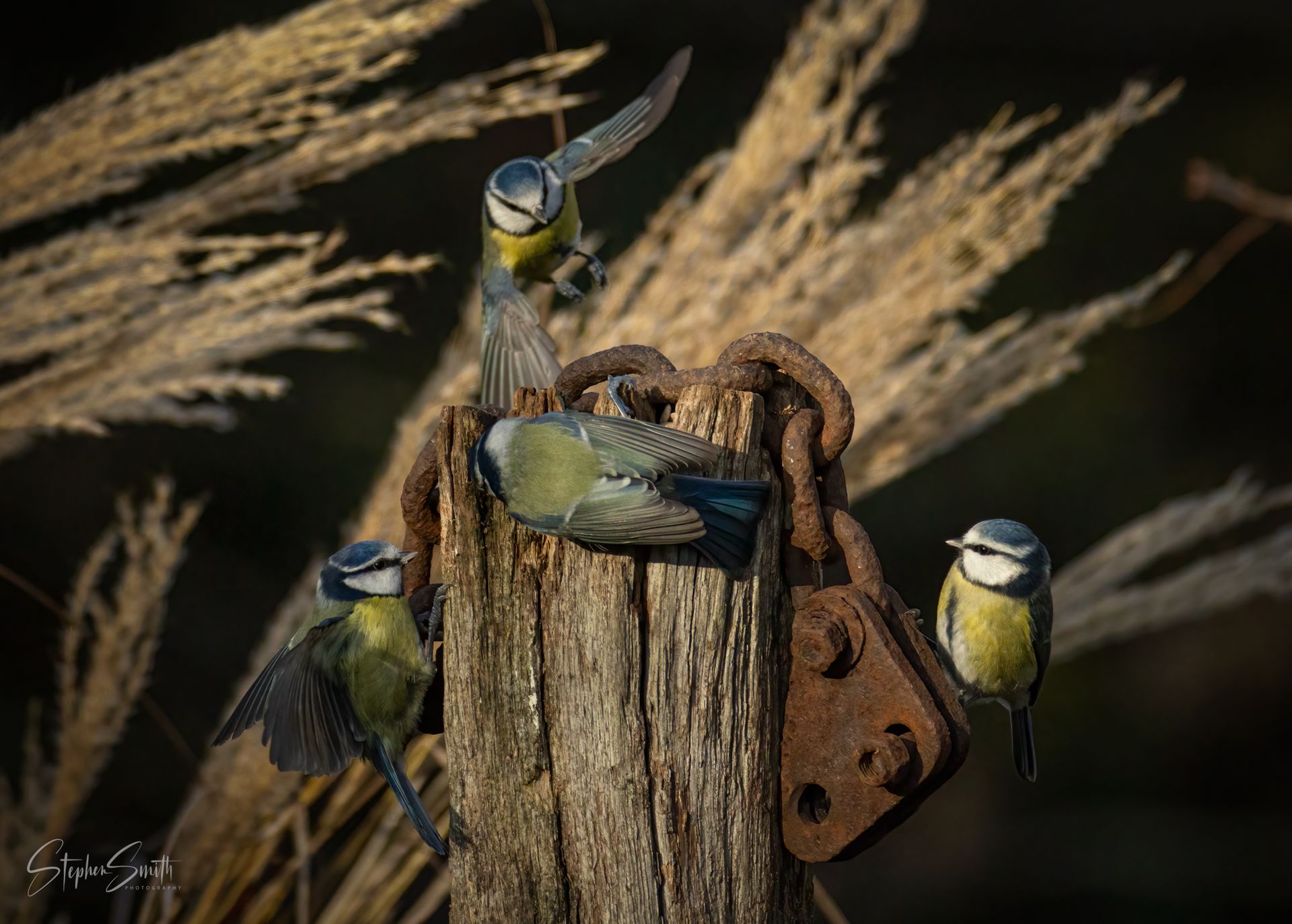 Four blue tits perched on and around a weathered wooden post with a rusty iron chain attached.