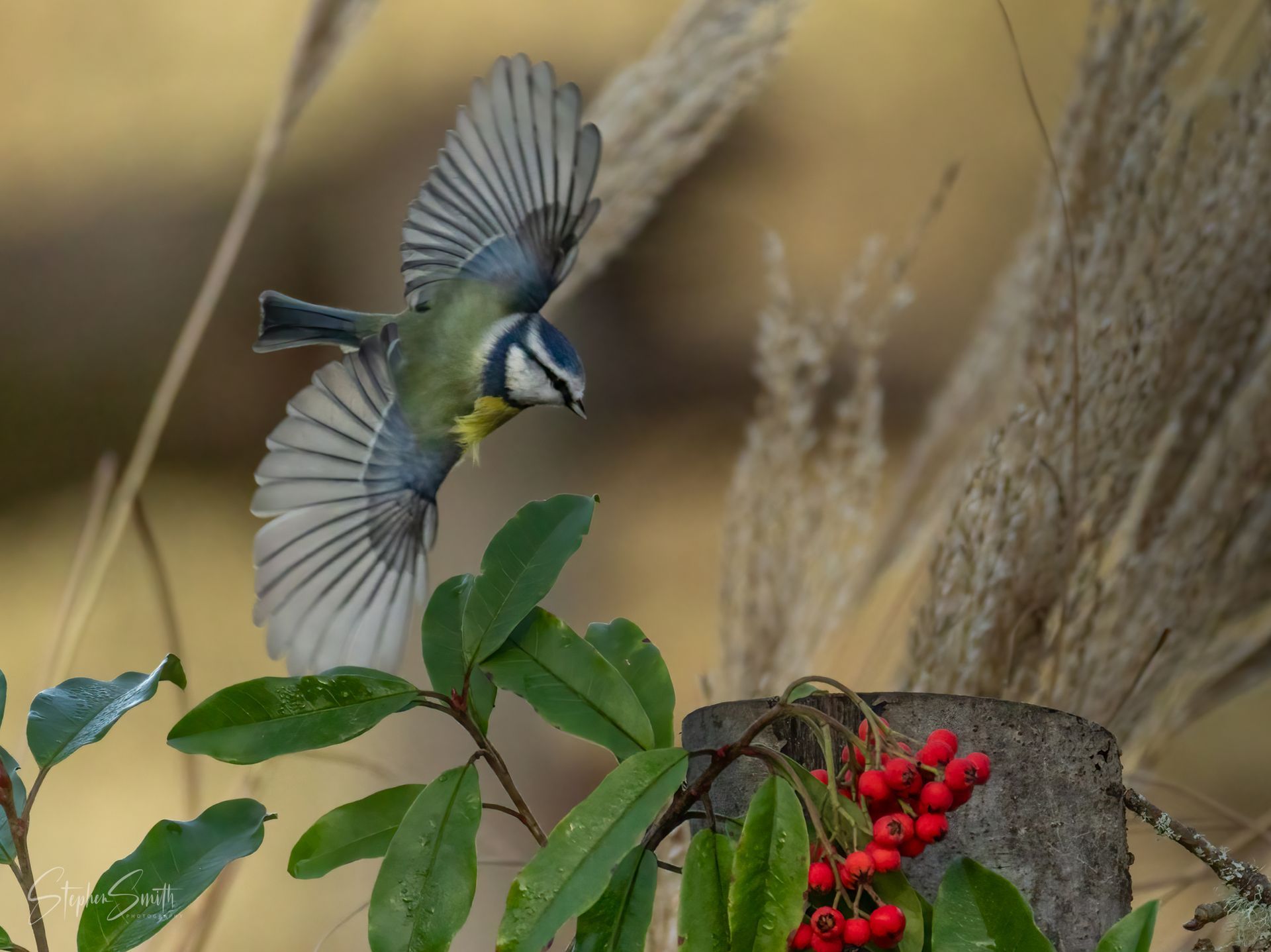 A blue tit in flight, wings spread, hovering above a cluster of red berries on a green-leafed branch.