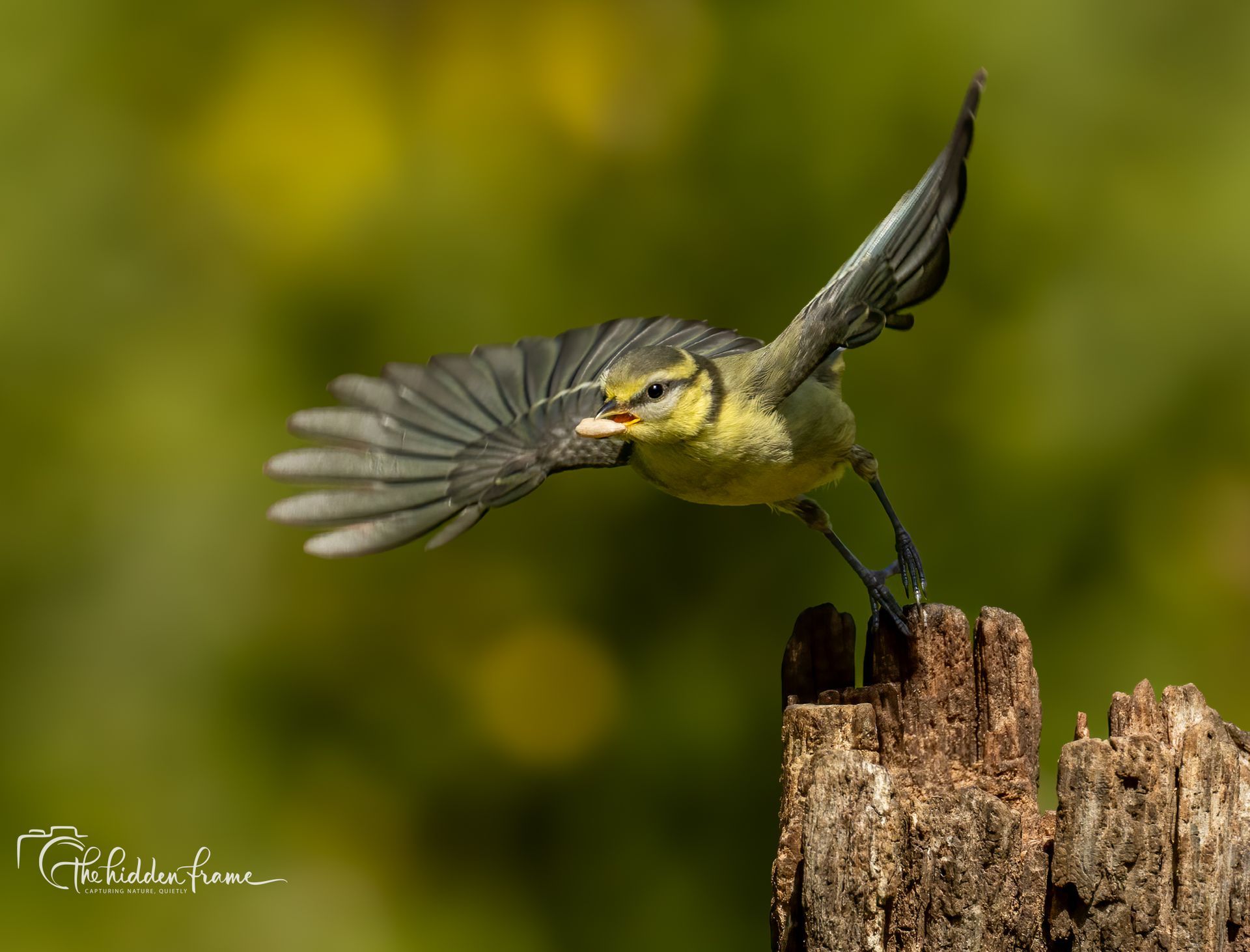 Small yellow-green bird landing on a tree stump with wings spread against a blurred green background