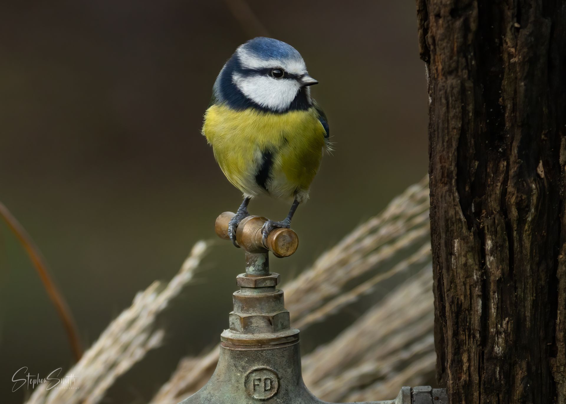 A blue tit with a blue cap and yellow belly perched on top of a metal garden tap.