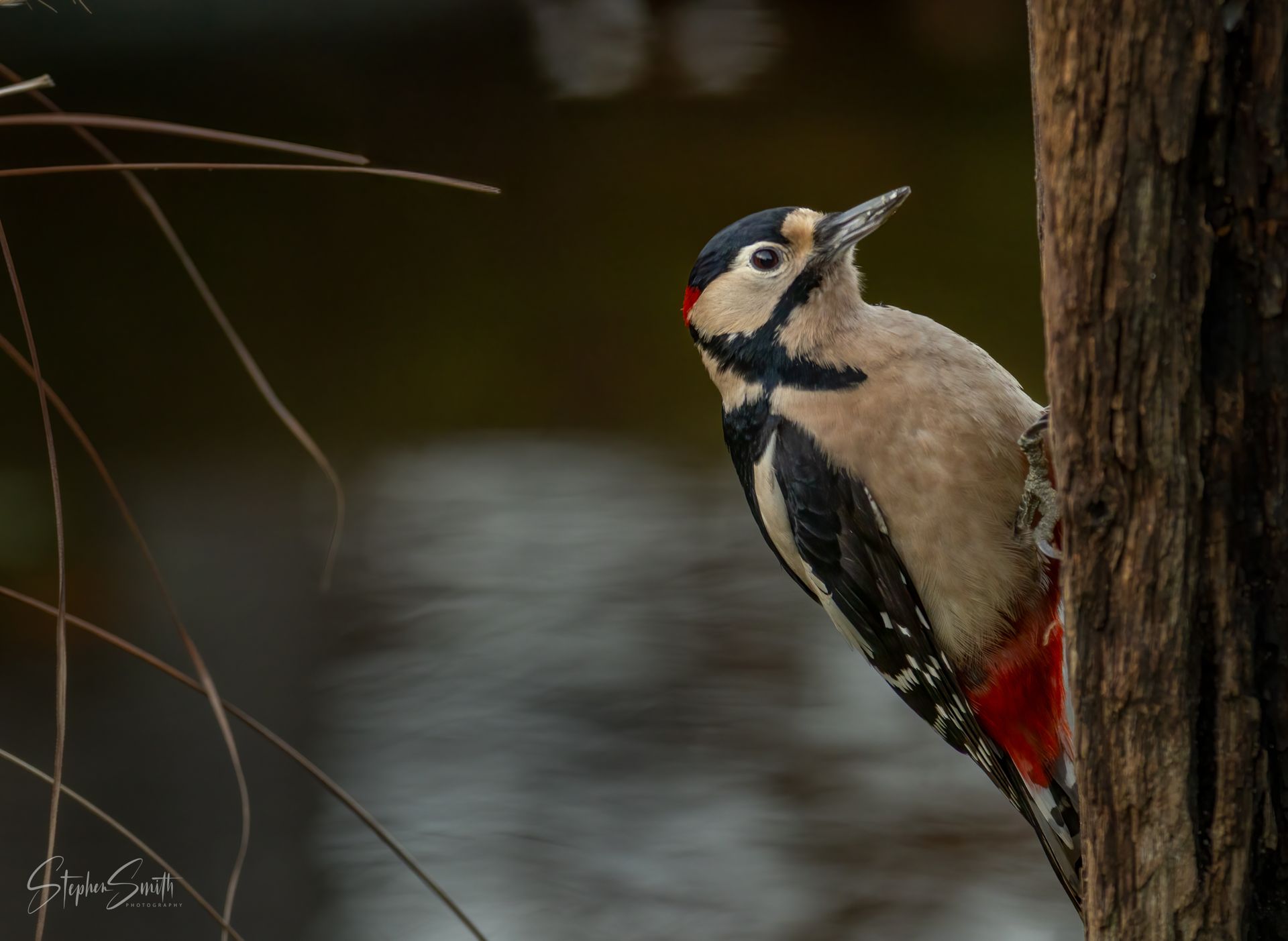 A Great Spotted Woodpecker with black, white, and red plumage clings to a textured tree trunk, looking toward the side.