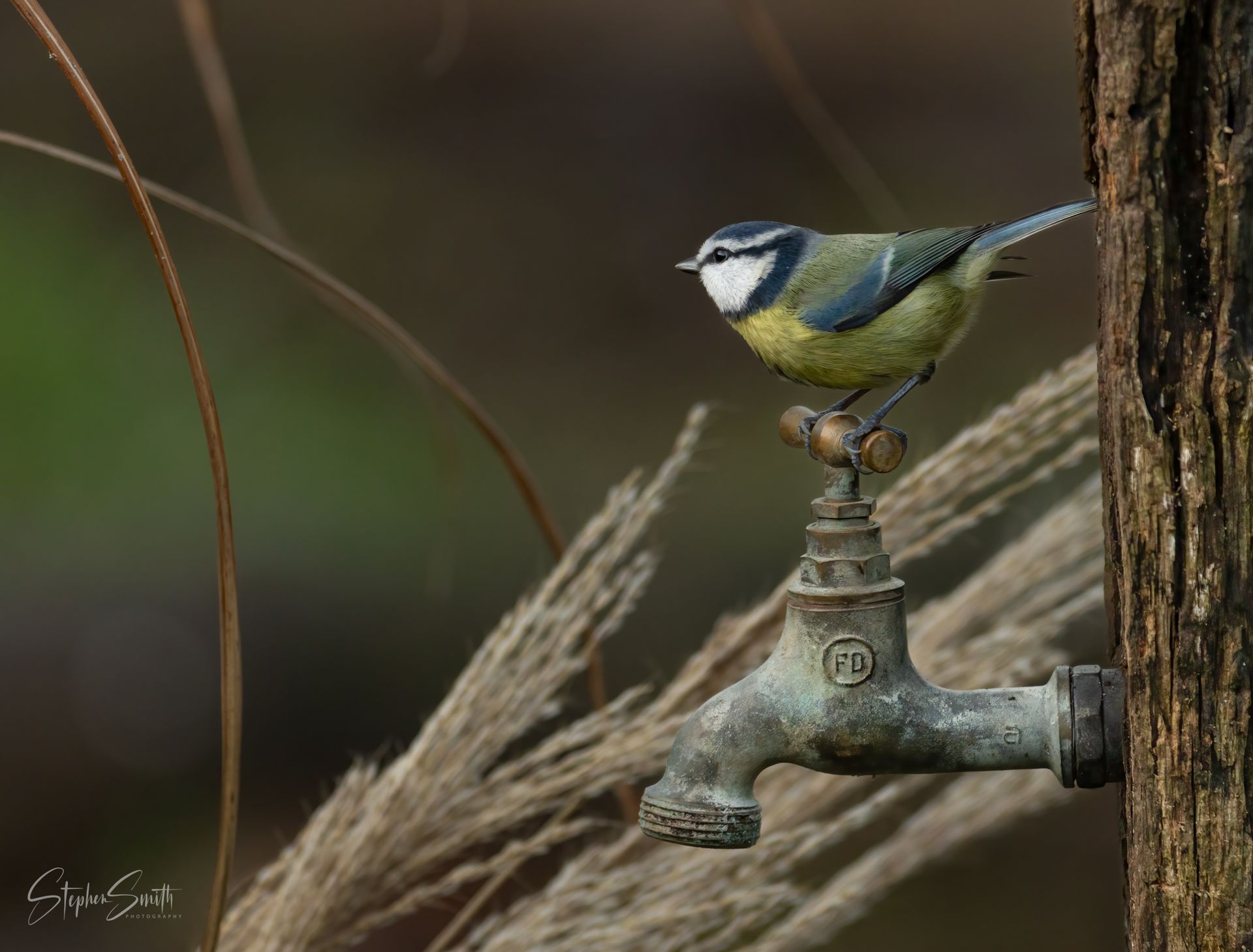 A Eurasian blue tit with a blue crown and yellow belly perches on an old, weathered outdoor water tap.