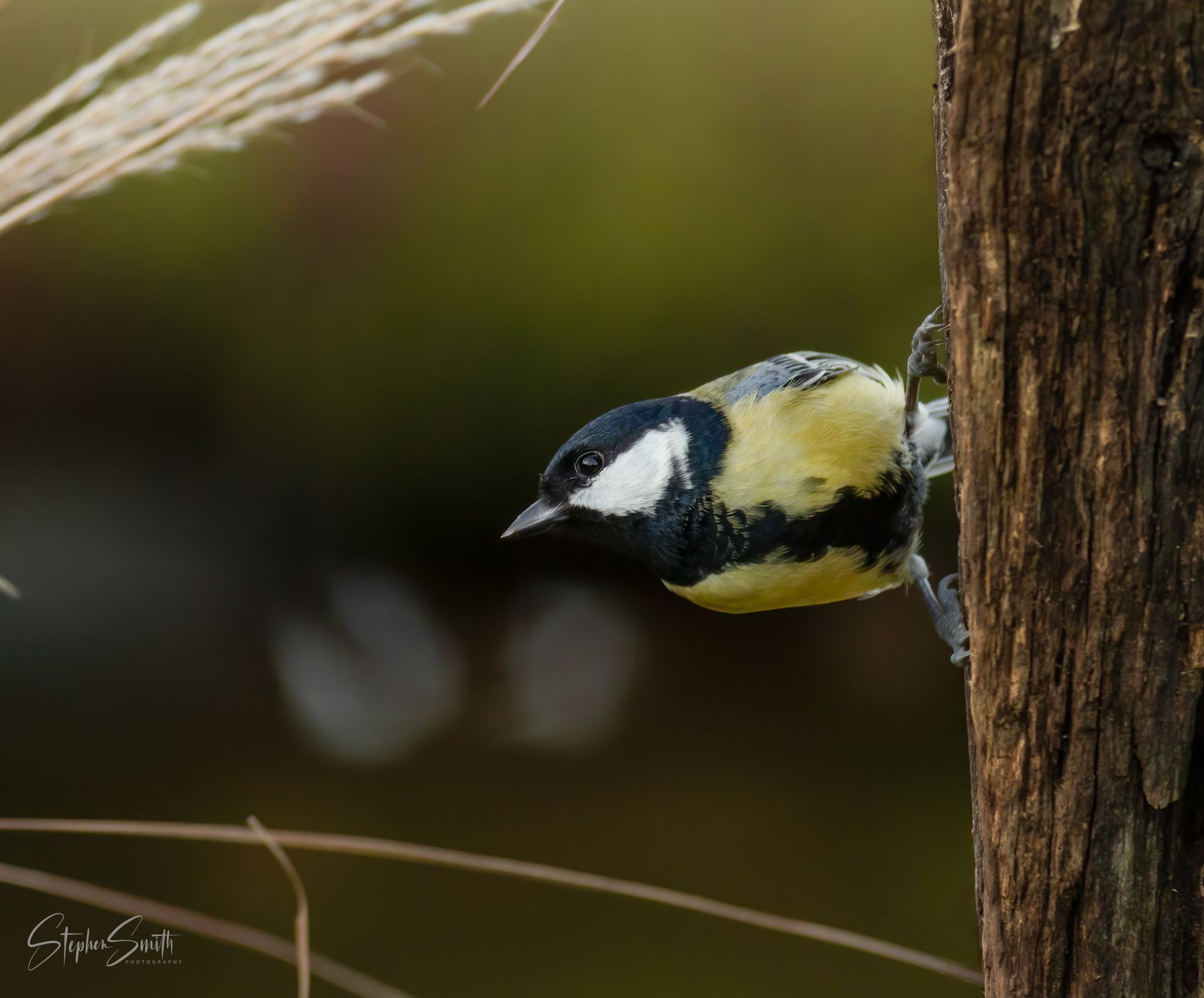 A great tit with yellow and black plumage clings to a vertical tree trunk against a blurred natural background.