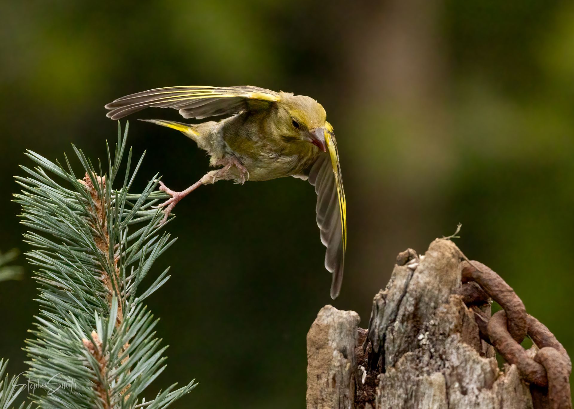 A yellow-green bird leaps from a pine branch toward a weathered wooden post and rusty metal chain.