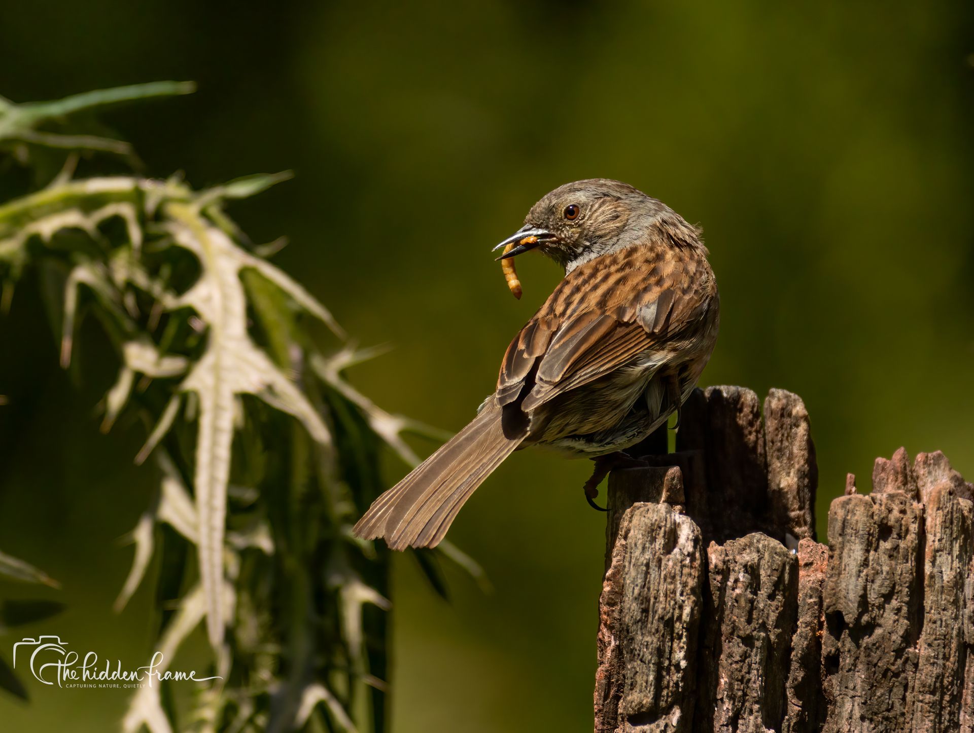 Small brown bird perched on a weathered stump, with green foliage blurred in the background.