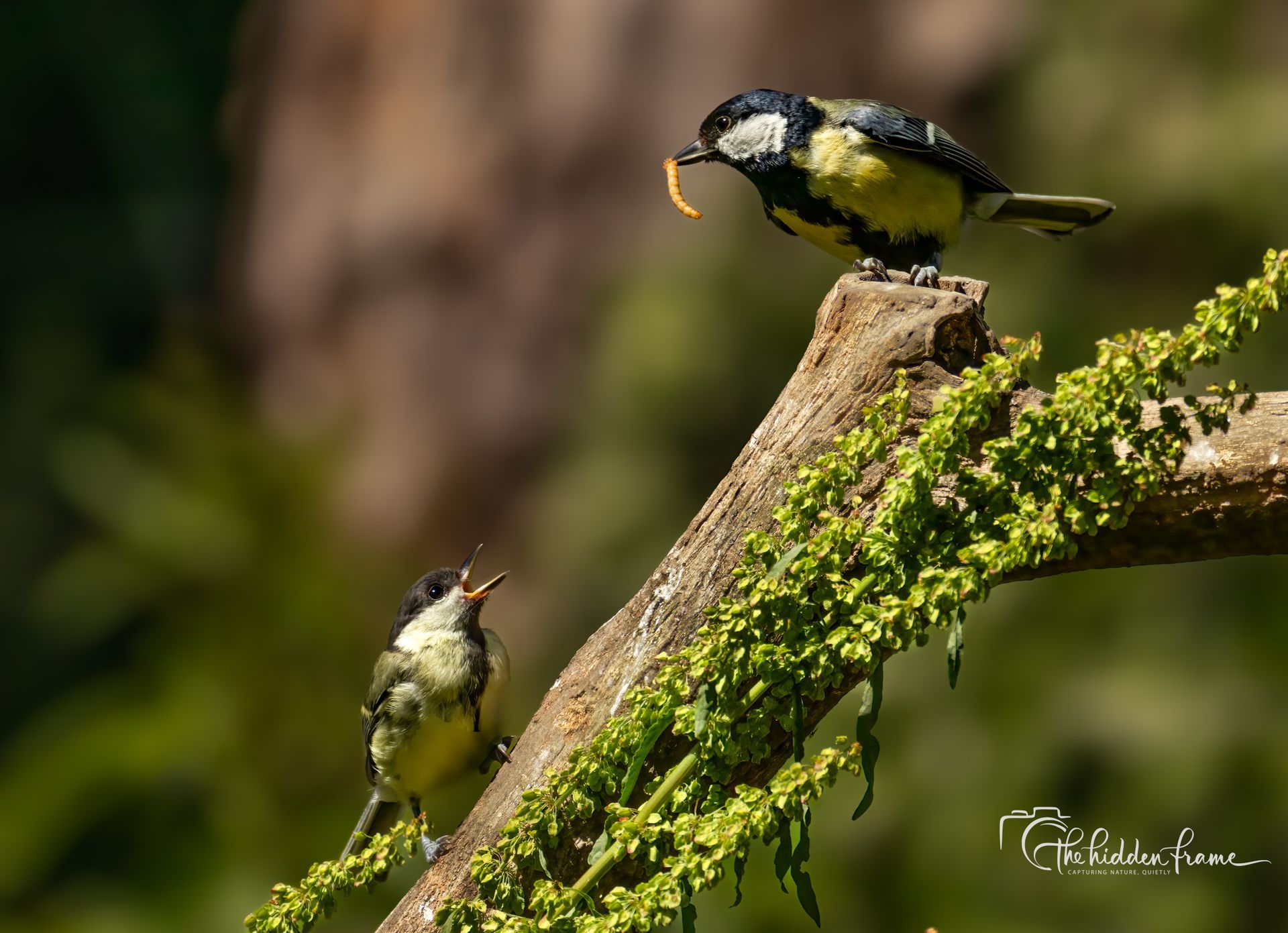 Two small black, white, and yellow birds perched on a mossy branch, one holding a worm.