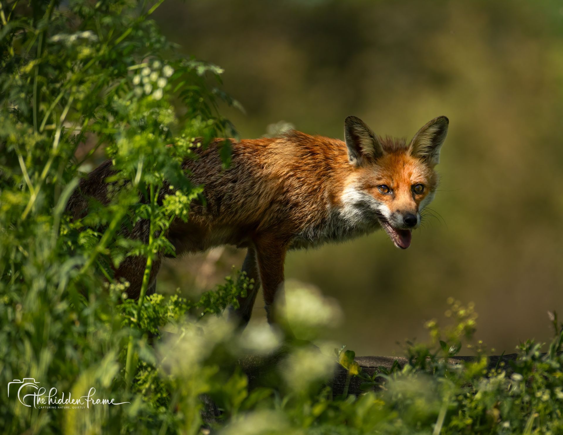 Red fox standing in lush green foliage, mouth open, looking alert in a wooded setting