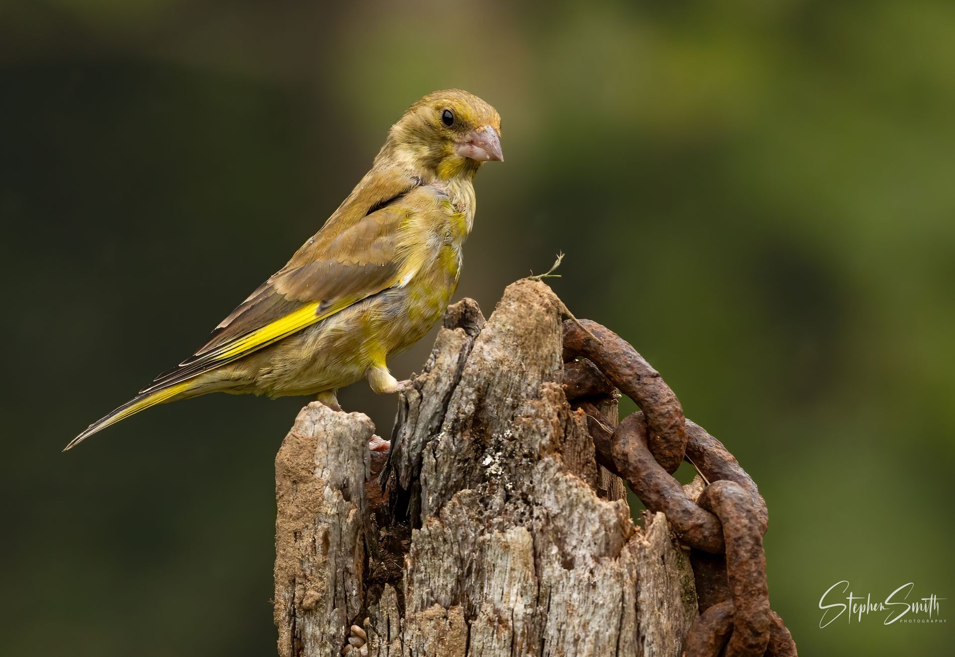 A greenfinch with yellow-edged wings perched on a weathered wooden post beside a rusty metal chain.