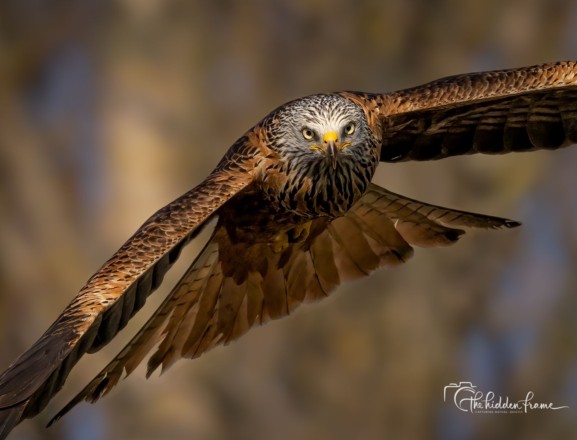 A Red Kite in flight, wings spread wide, captured mid-air against a soft, blurred brown background.