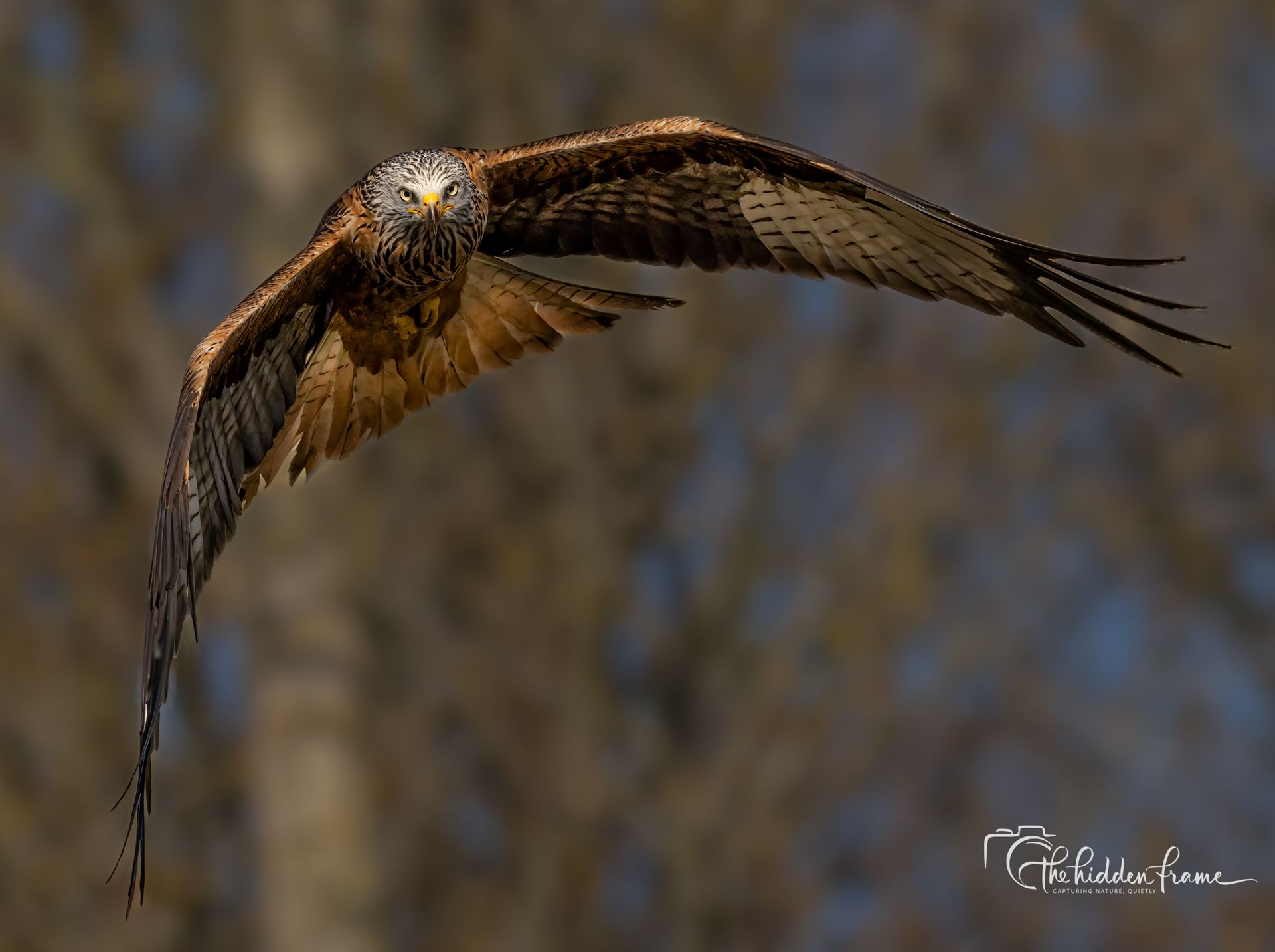 A red kite in flight, wings fully extended against a blurred background of trees, looking directly toward the viewer.
