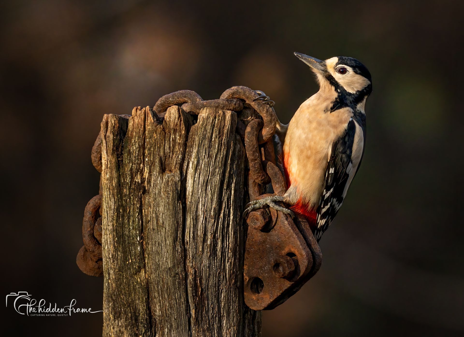 A great spotted woodpecker with a vibrant red patch under its tail, perched on a weathered wooden post with a metal chain.
