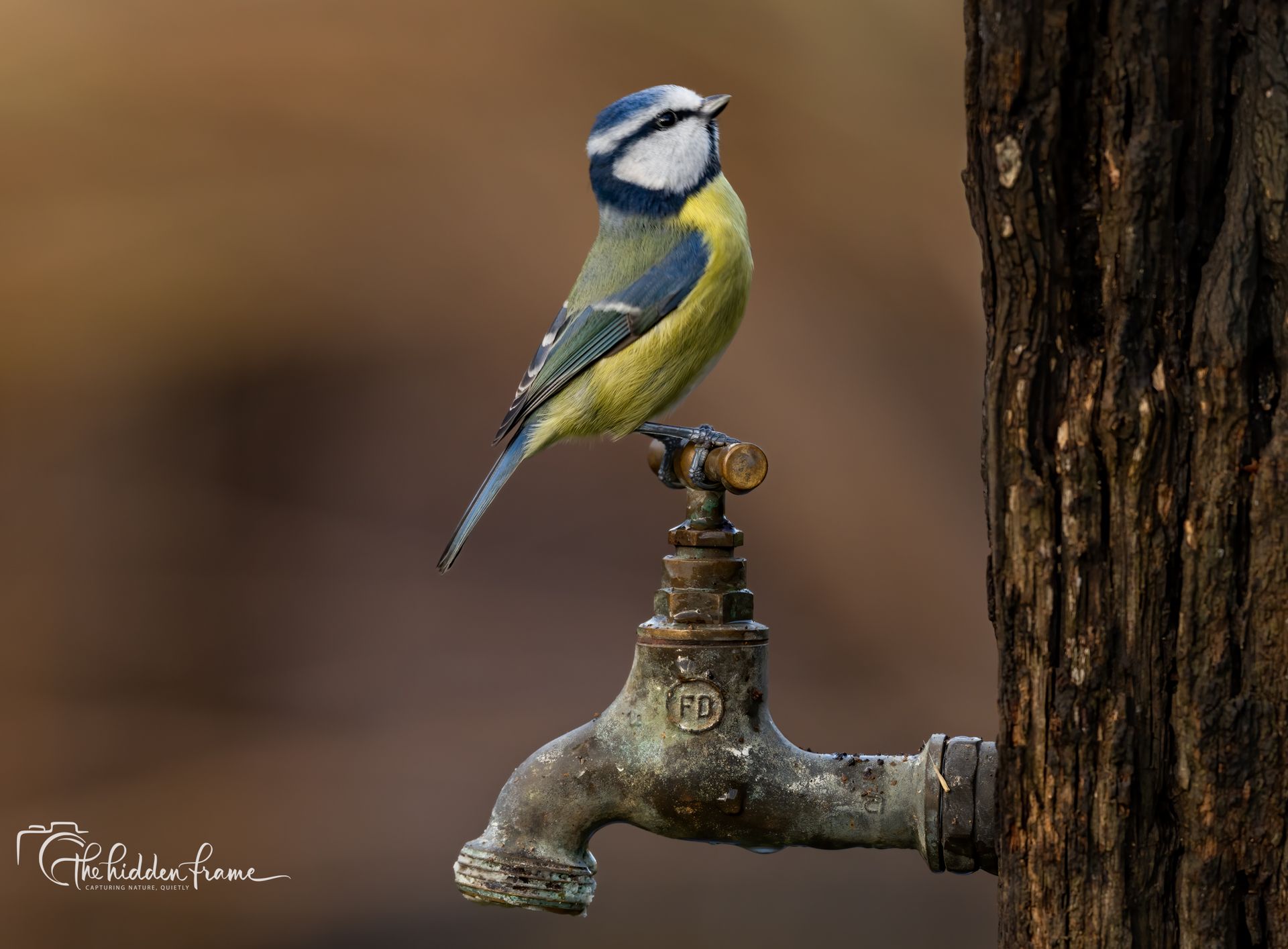 A small Eurasian blue tit with yellow and blue plumage perches on an old metal water tap against a blurred background.