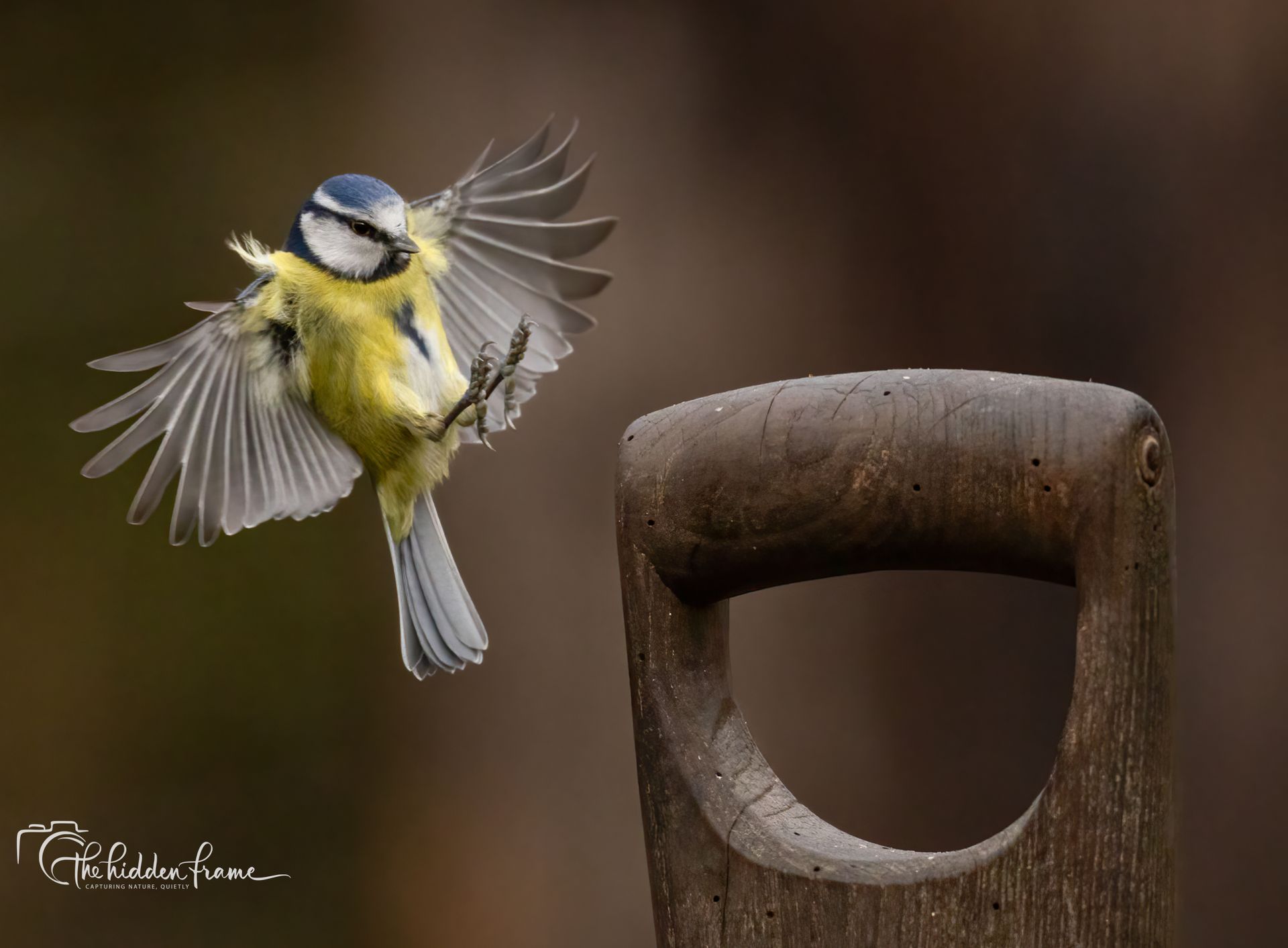 A blue tit with wings spread wide, descending toward the wooden handle of a shovel against a blurred background.