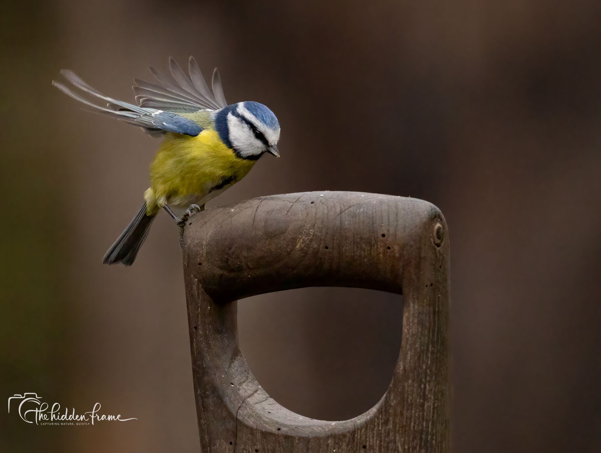 A blue tit with yellow and blue feathers landing on the wooden handle of a spade.