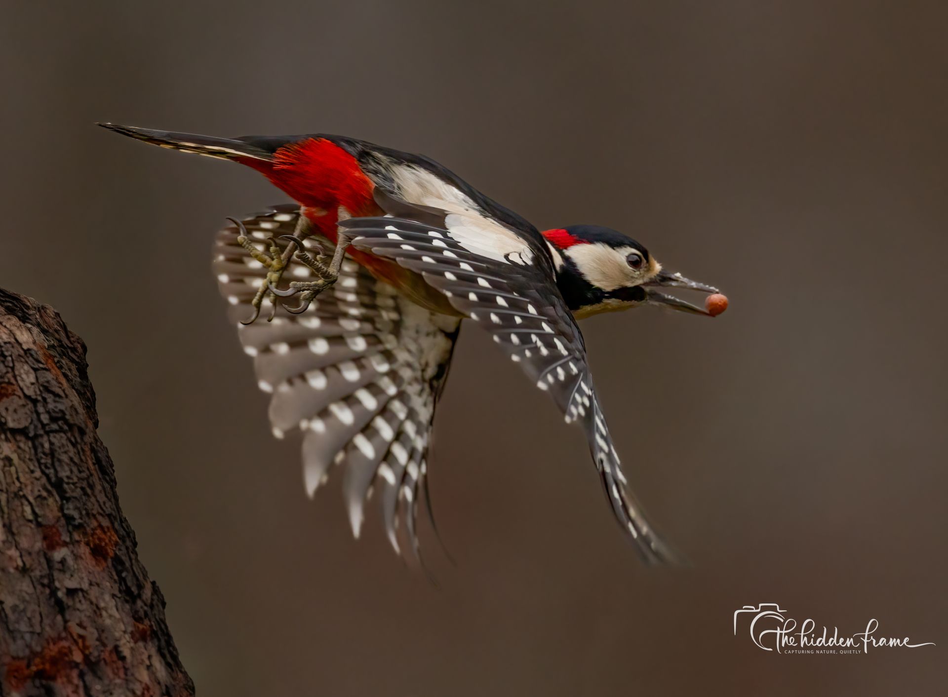 A Great Spotted Woodpecker in flight with a small nut in its beak, wings spread showing white spots on dark feathers.