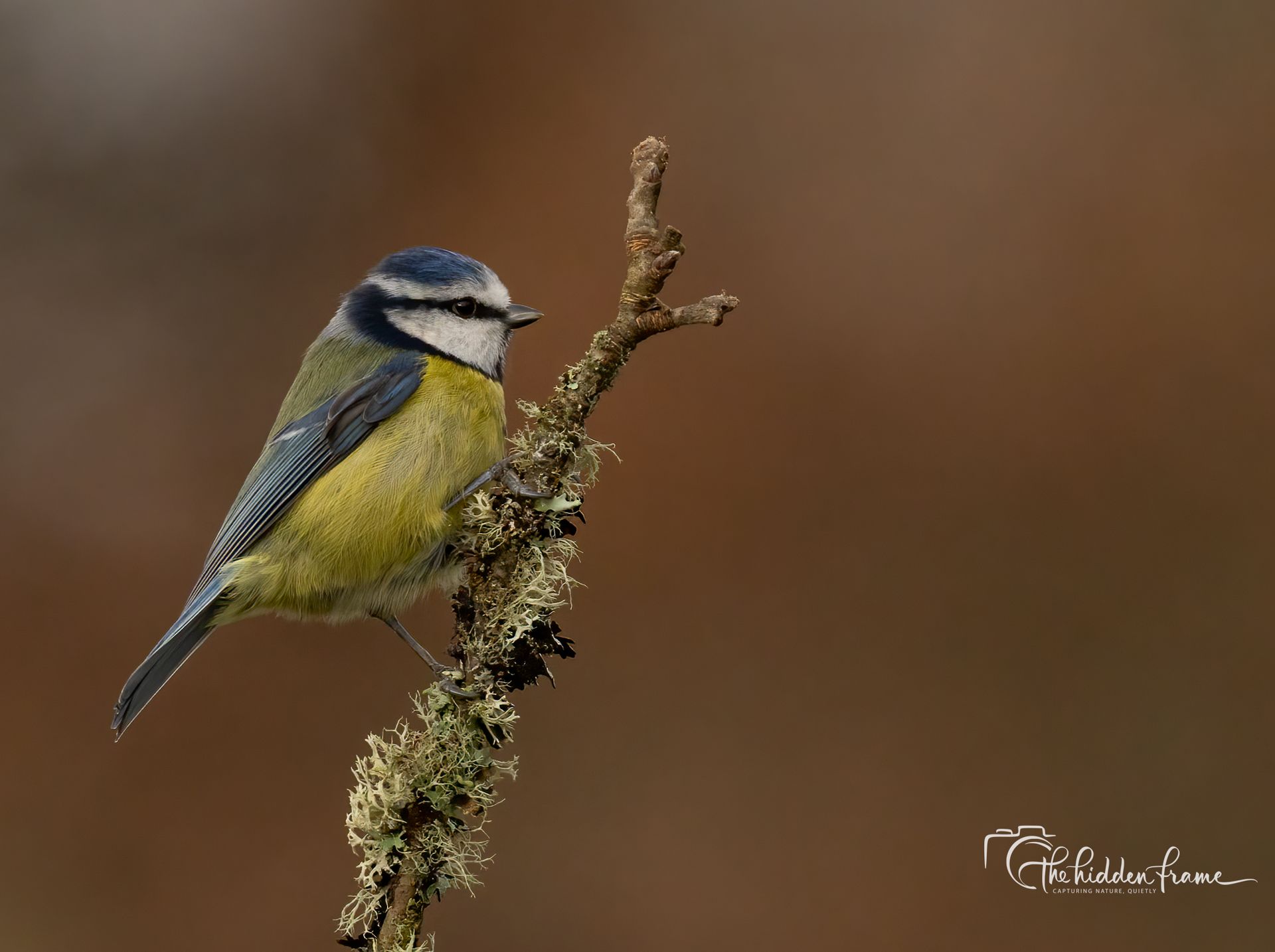 A Eurasian blue tit with yellow and blue feathers perches on a lichen-covered twig against a soft brown background.