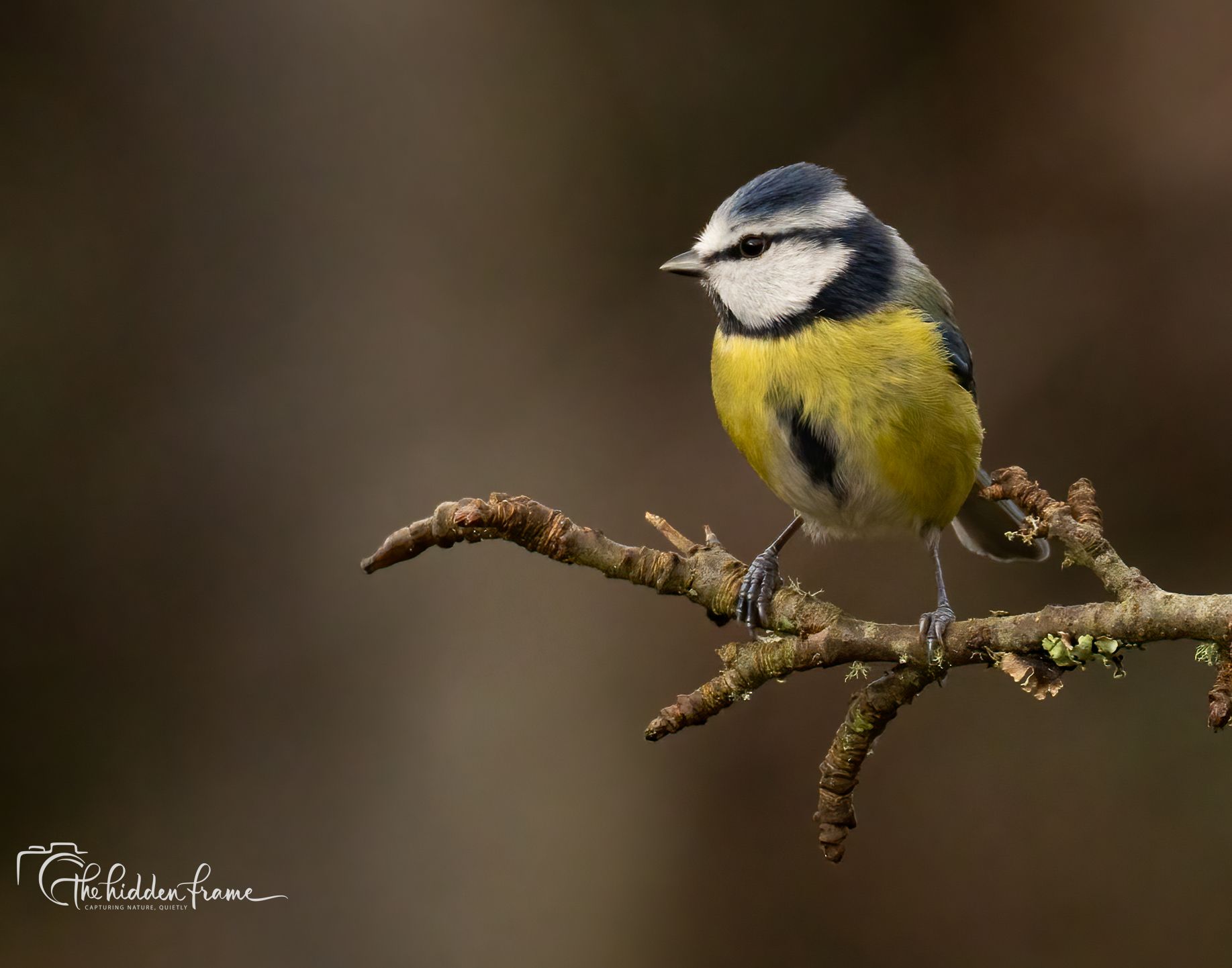 A blue tit with a blue cap and yellow chest perched on a small, textured tree branch against a blurred brown background.