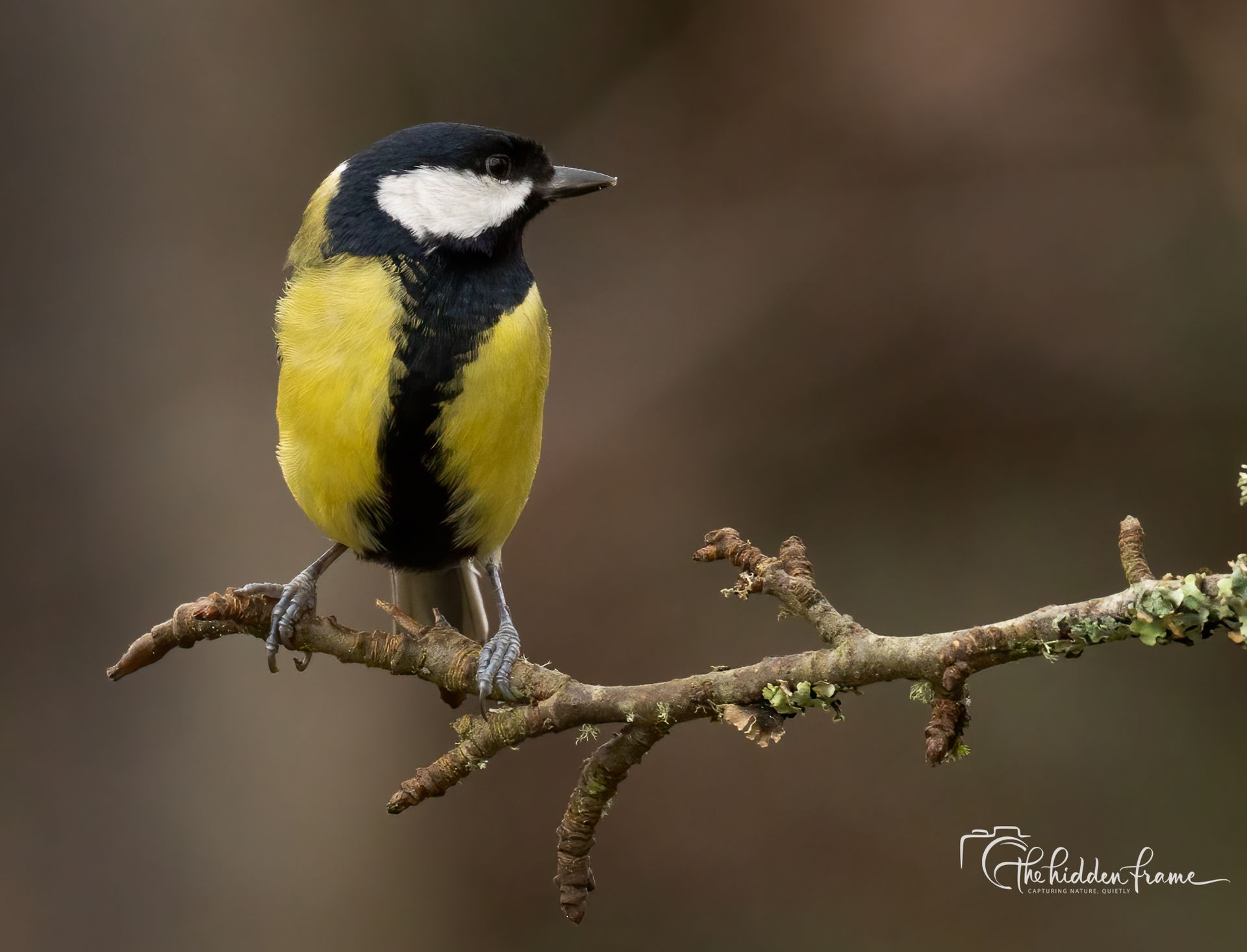 A great tit with a black head, white cheeks, and yellow breast, perched on a thin, lichen-covered branch.