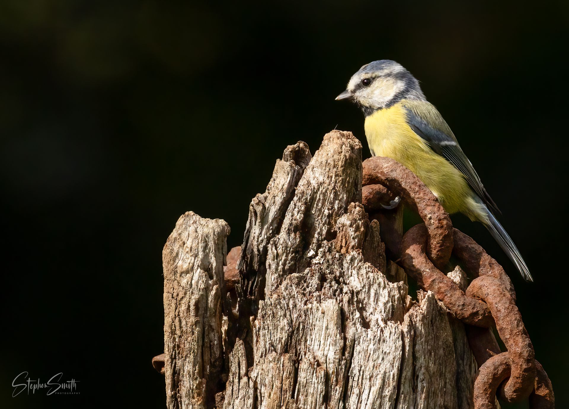 A blue tit with yellow underparts and blue head markings perched on a weathered wooden post wrapped in a rusty chain.