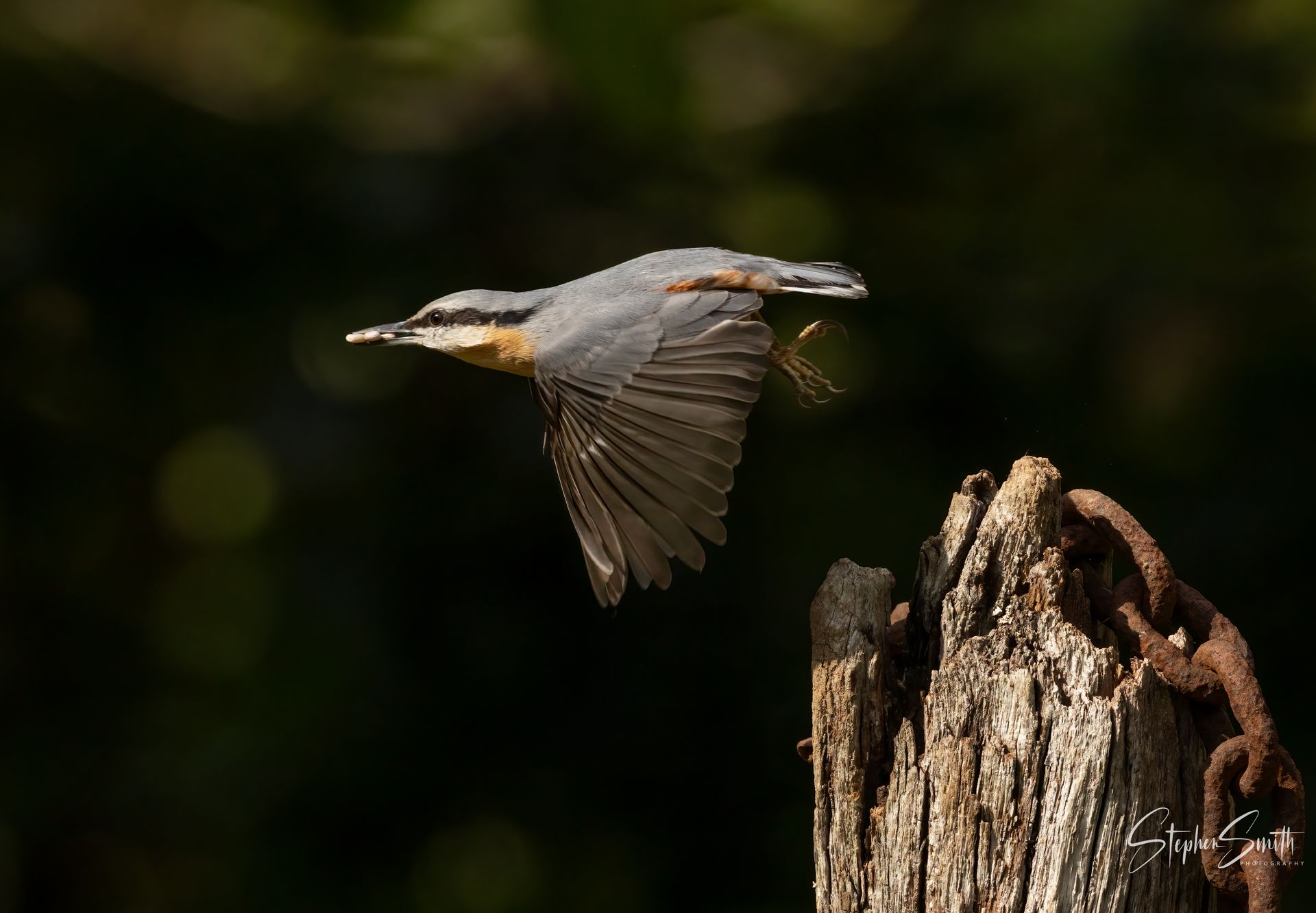 A Eurasian nuthatch with blue-gray wings and a buff-colored belly flying past a weathered wooden post with a rusty chain.