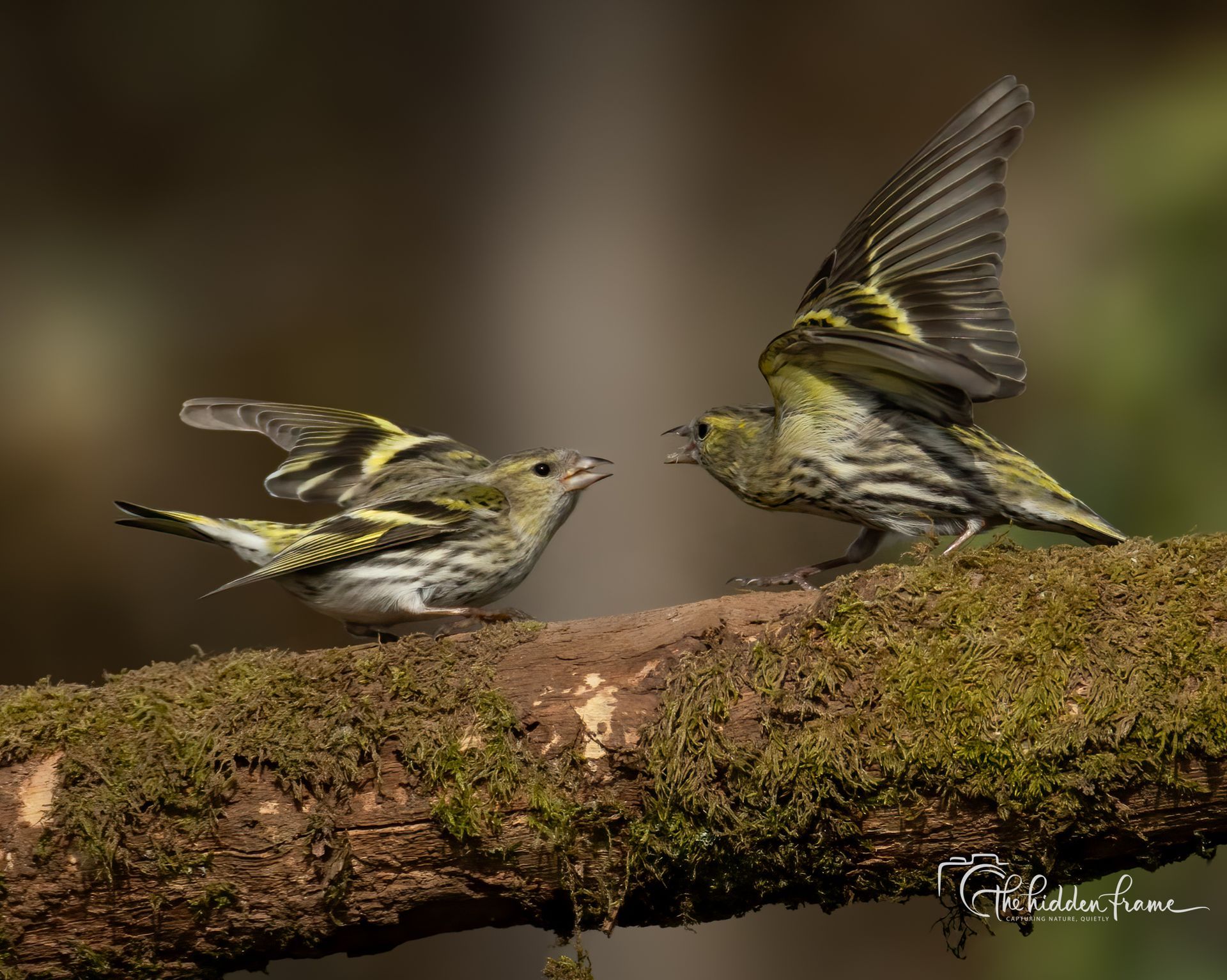 Two yellow and brown siskin birds face each other on a mossy branch, wings partially spread in a territorial display.