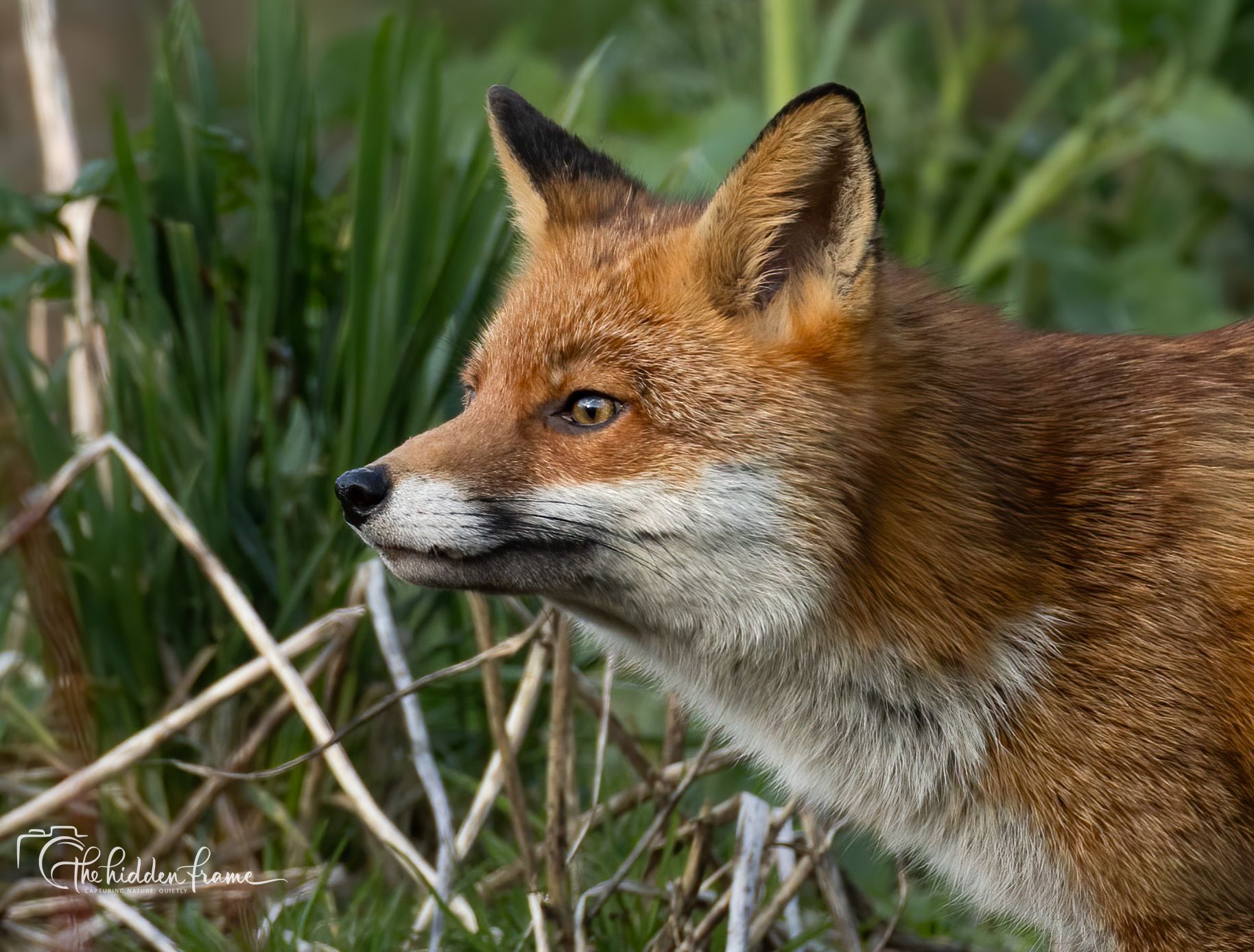 A profile view of a red fox with alert eyes, standing amidst blurred green plants and dry grass.