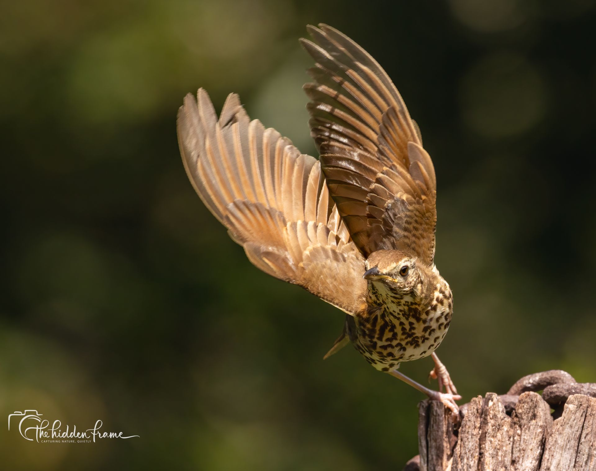Bird with wings spread landing on a tree stump against a blurred green background